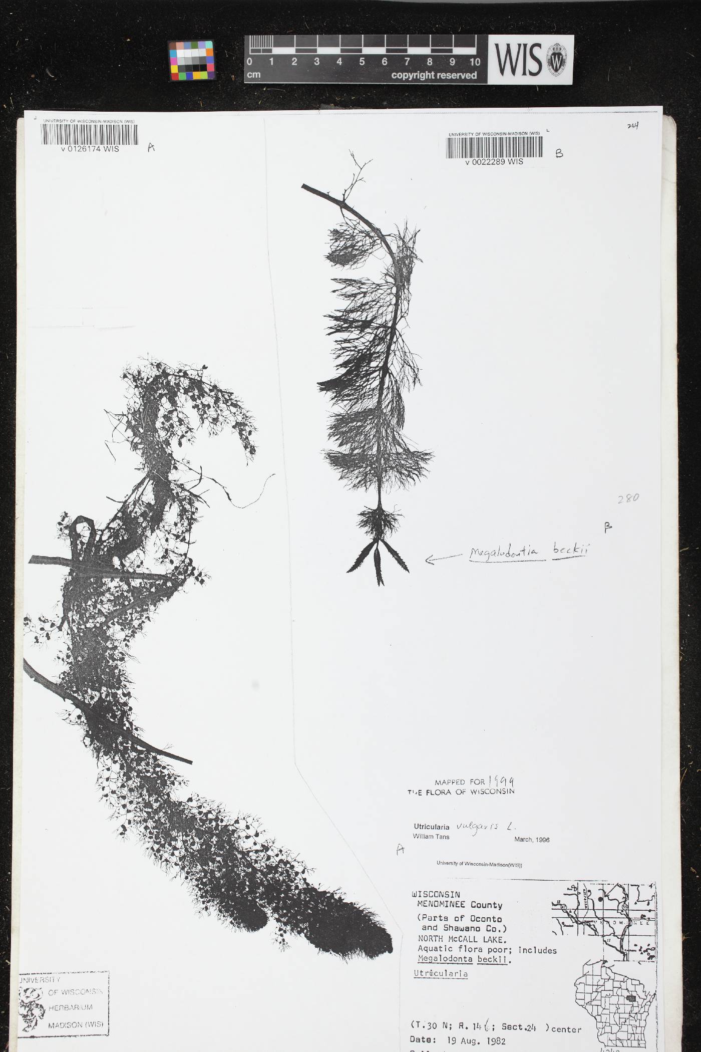 Bidens beckii image