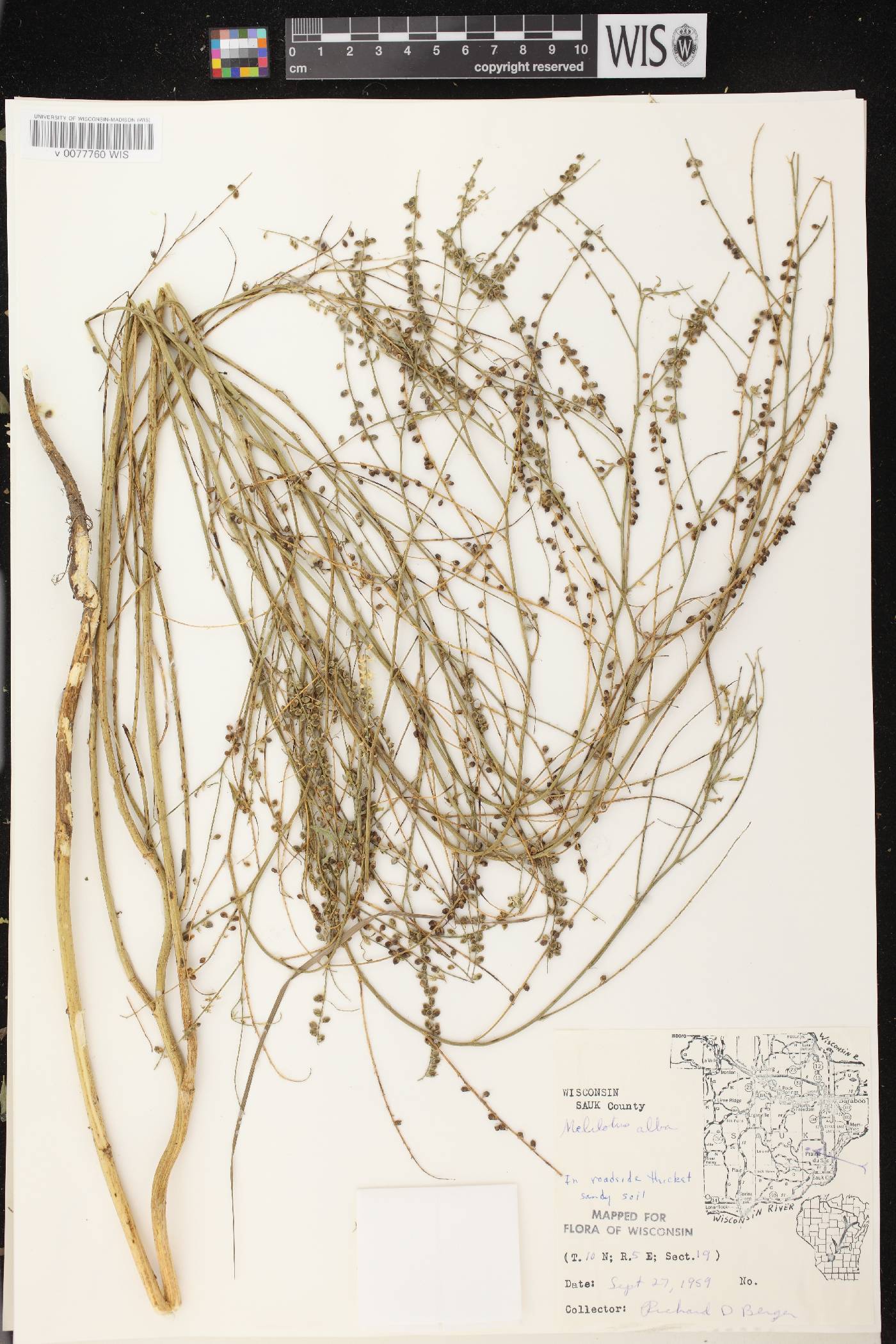 Melilotus albus image