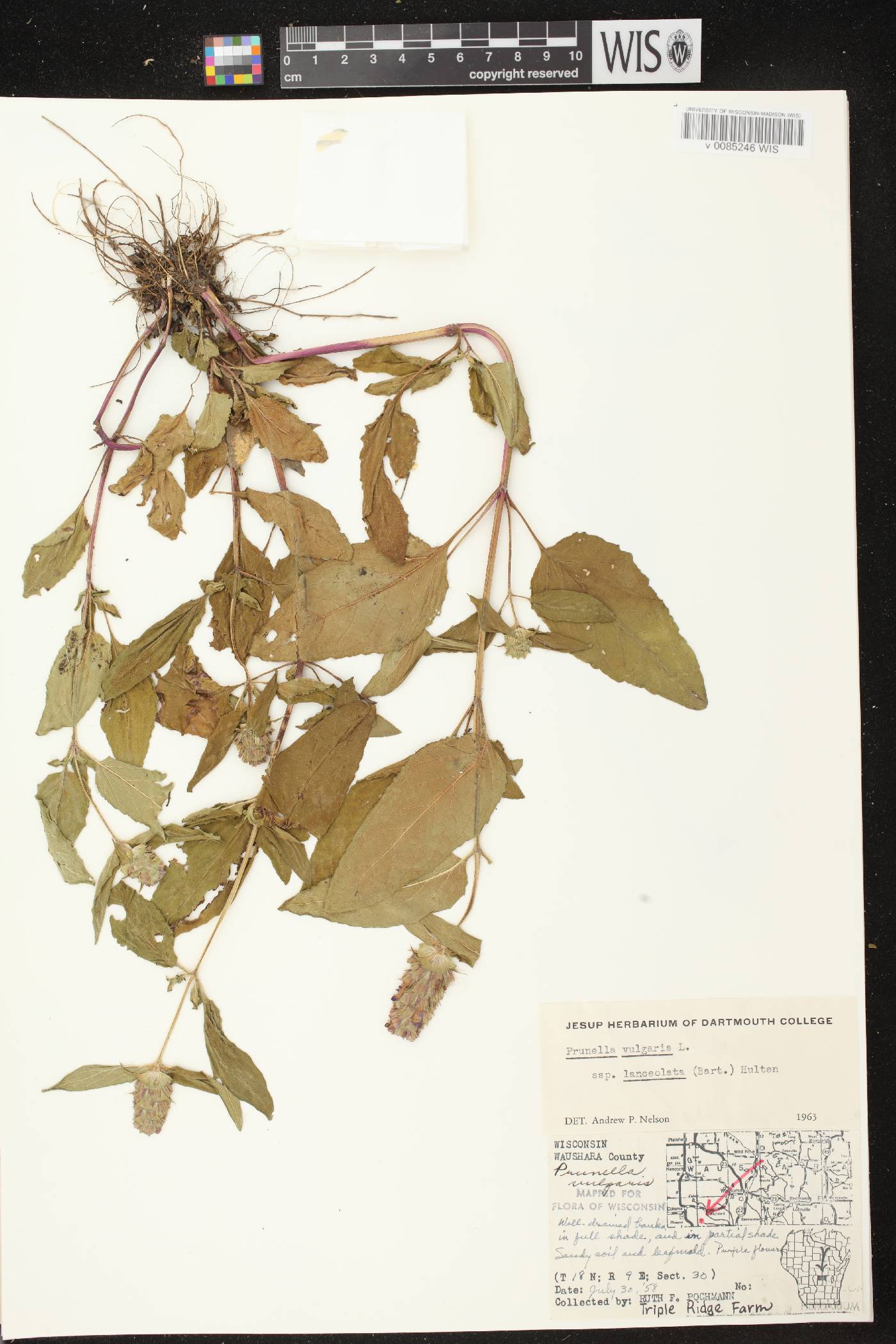 Prunella vulgaris image