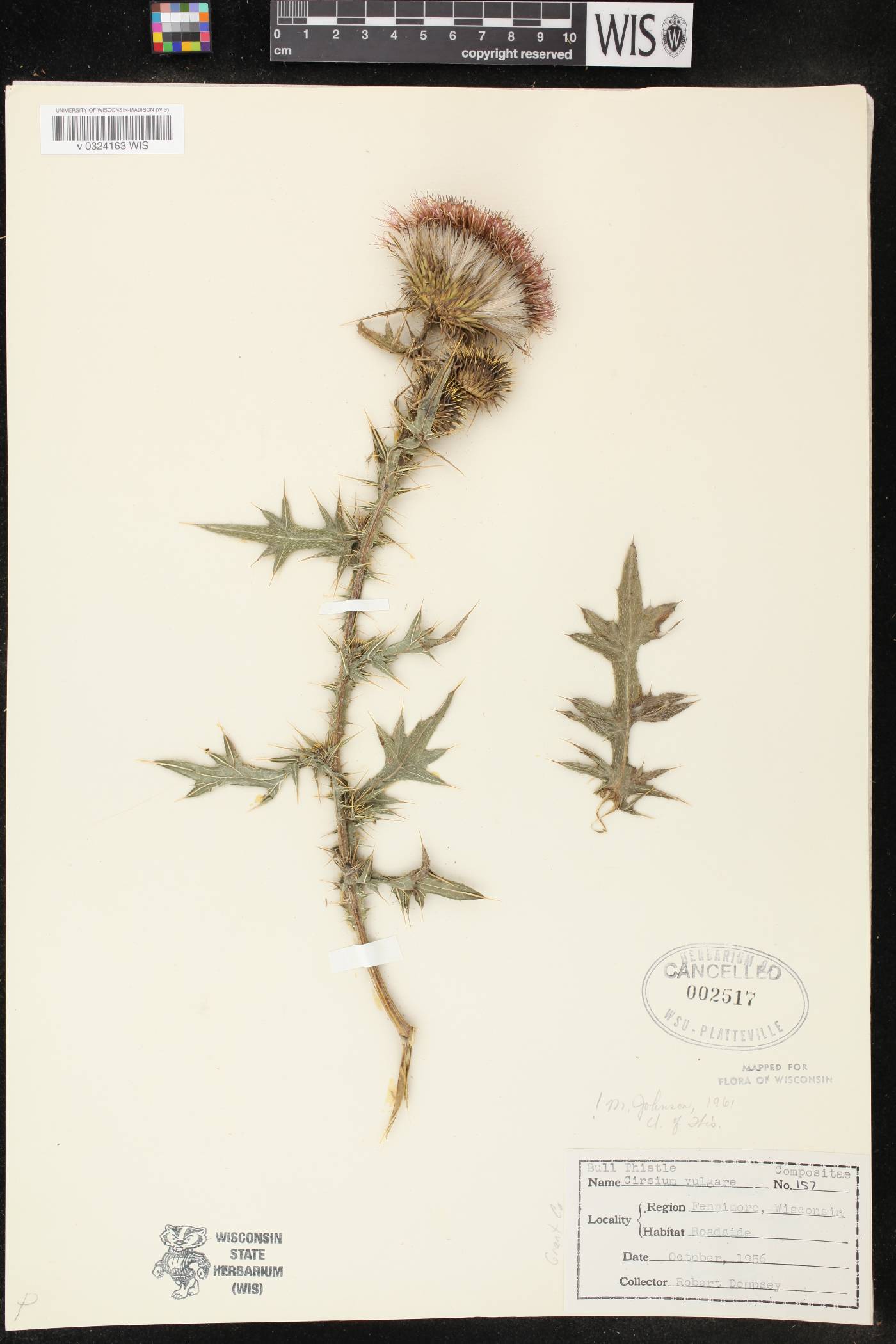 Cirsium vulgare image
