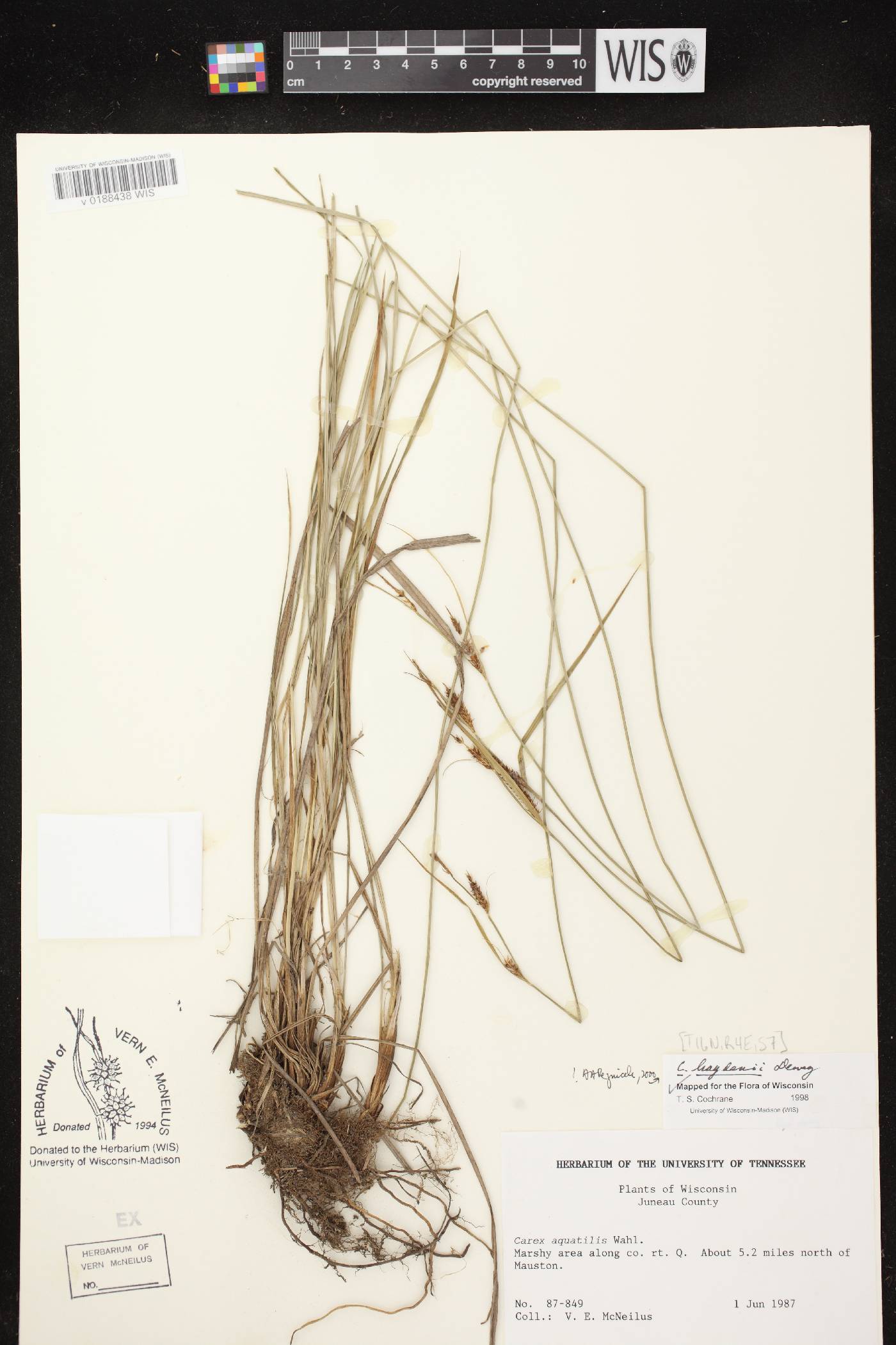 Carex haydenii image