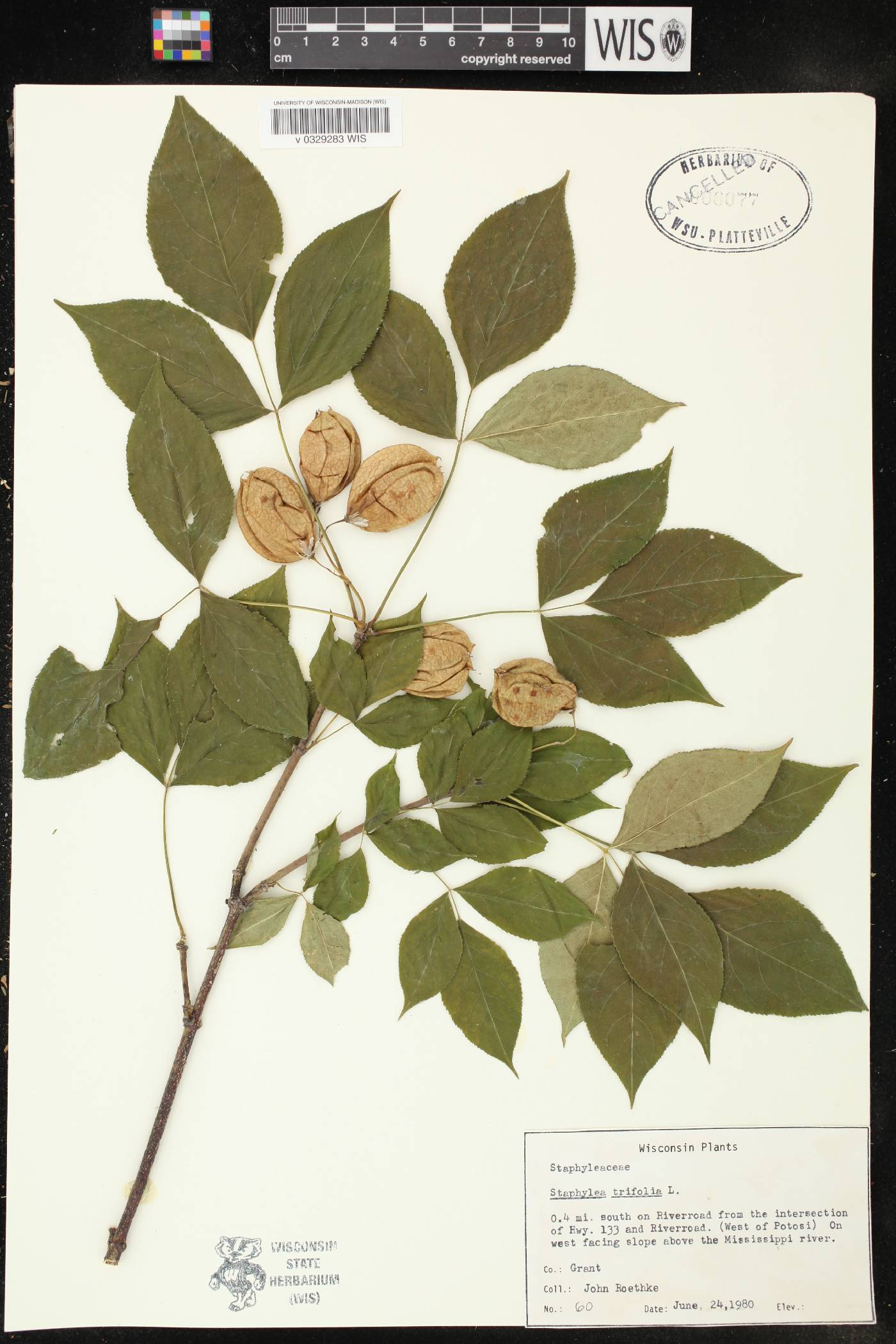 Staphylea trifolia image