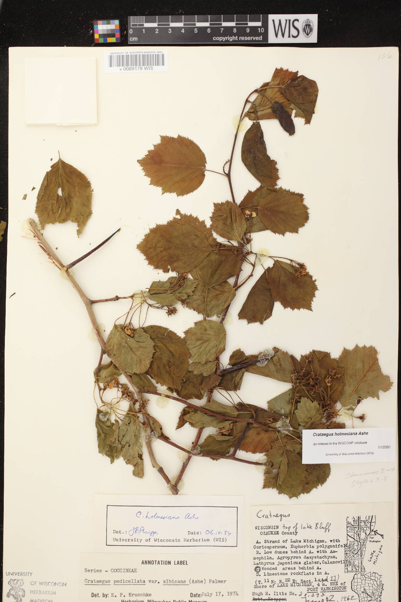 Crataegus holmesiana image