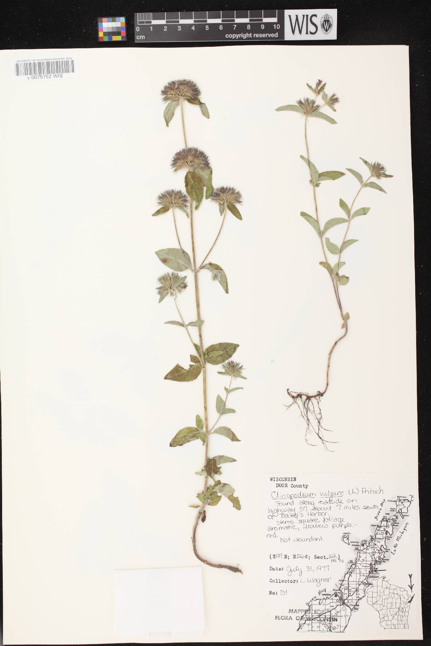 Clinopodium vulgare image
