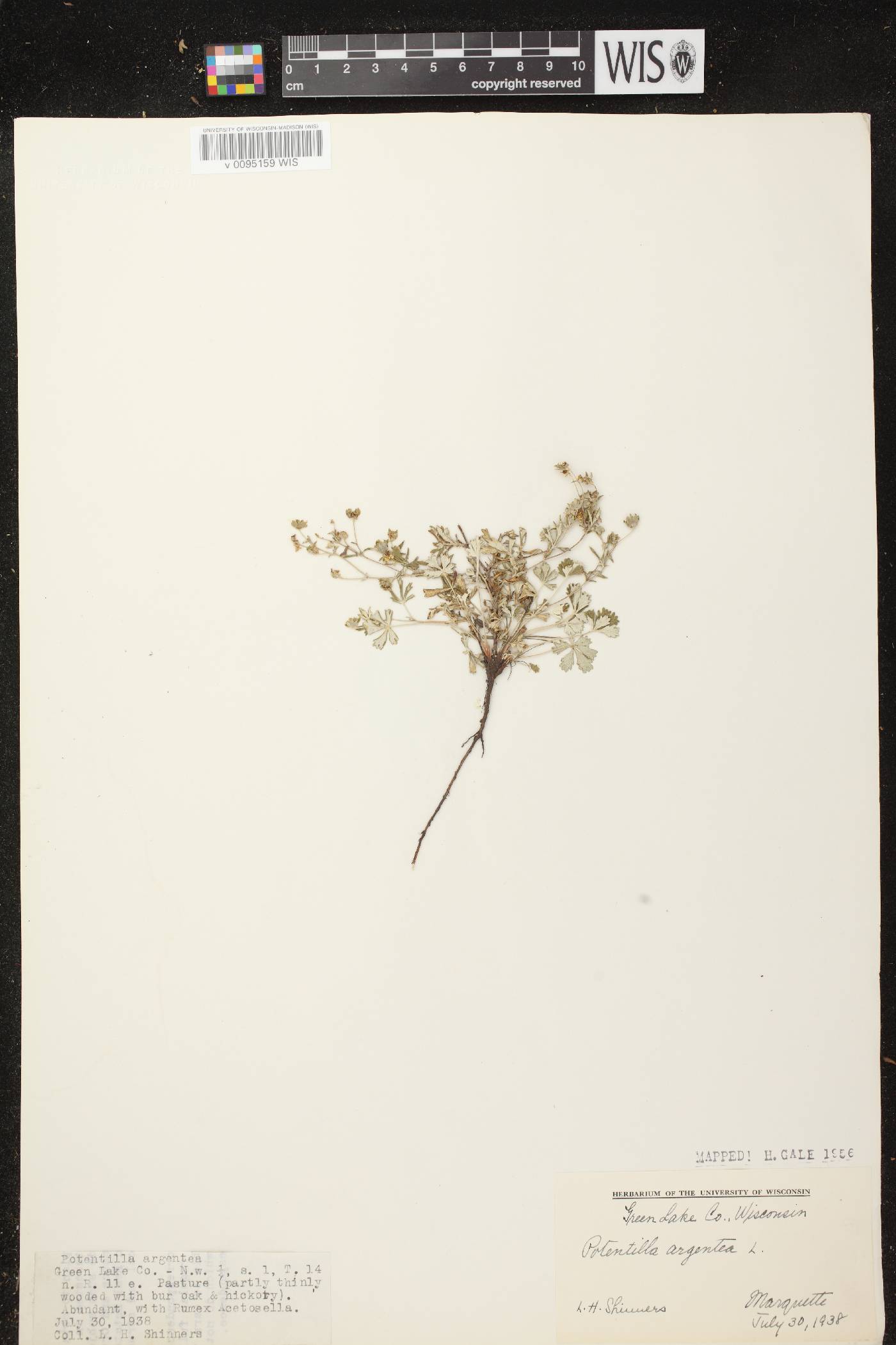 Potentilla argentea image