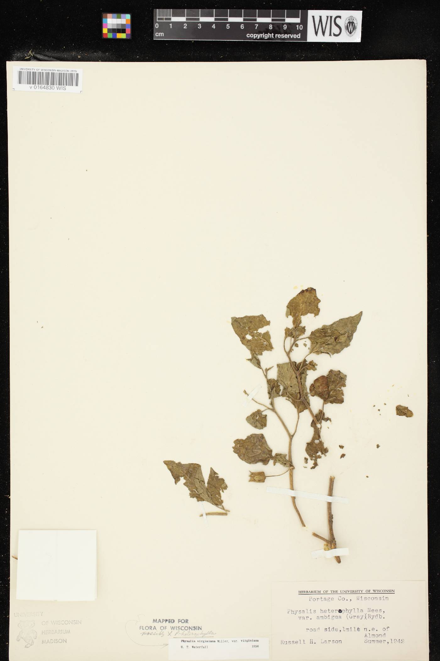 Physalis virginiana var. virginiana image