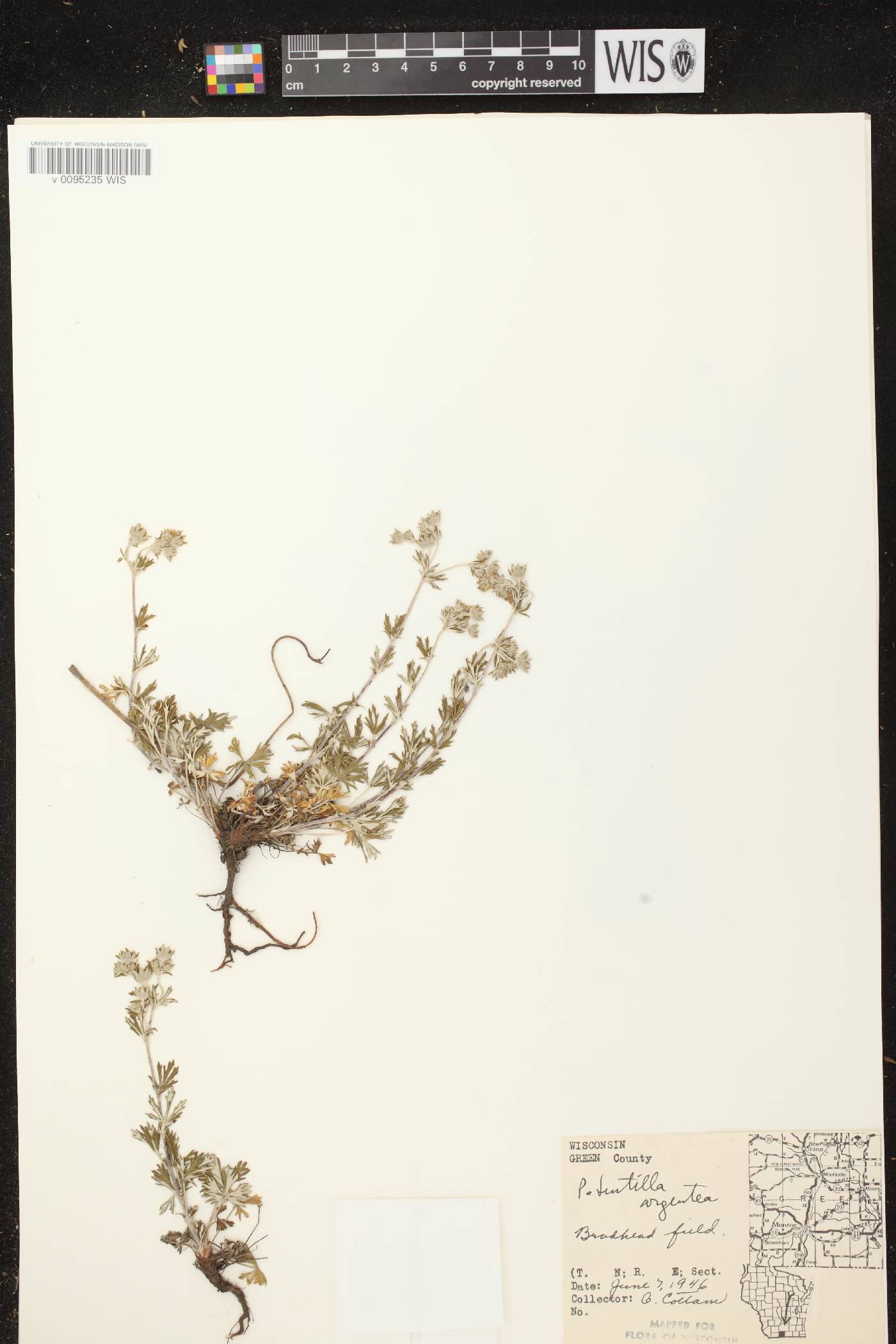 Potentilla argentea image
