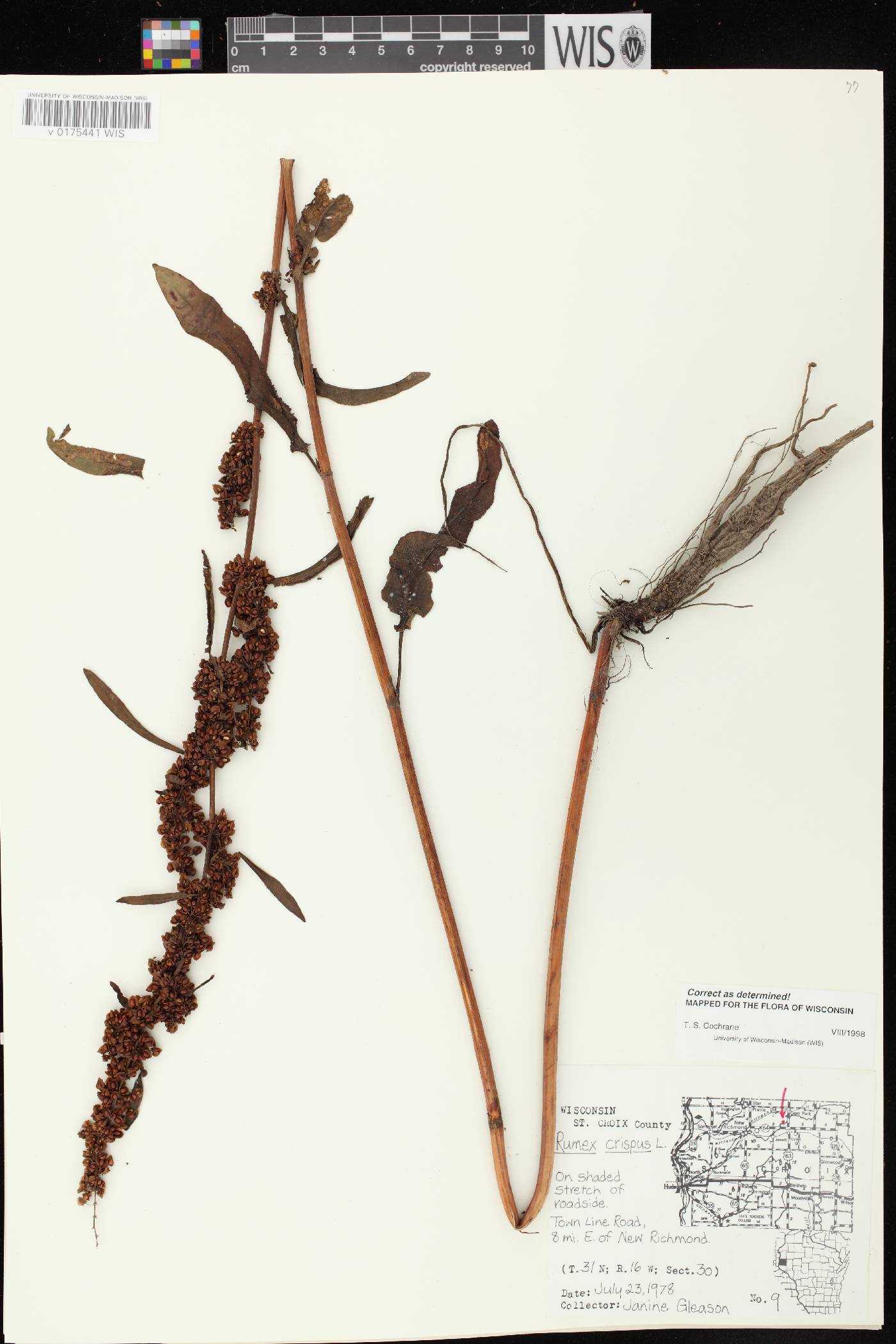 Rumex crispus image