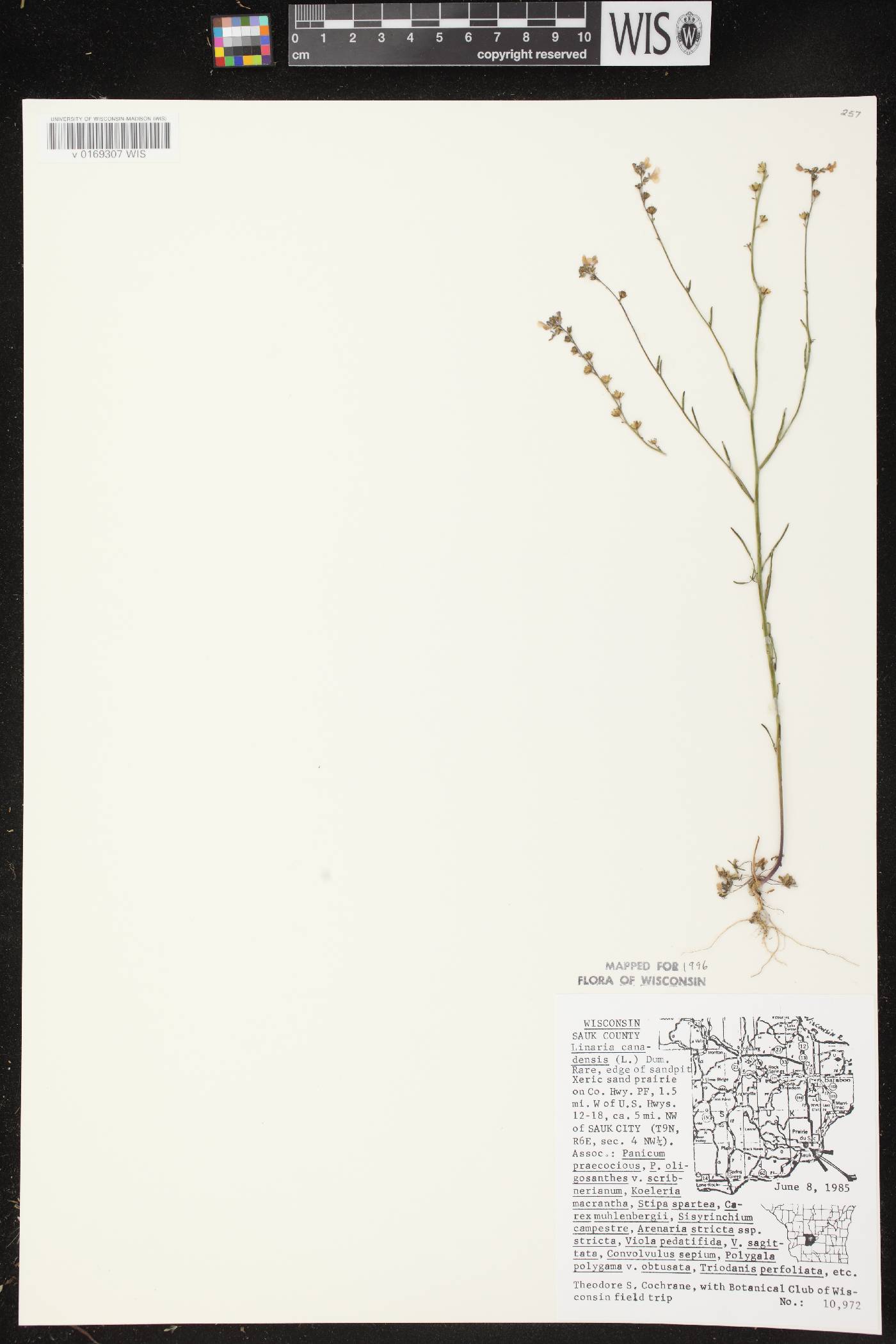 Nuttallanthus canadensis image