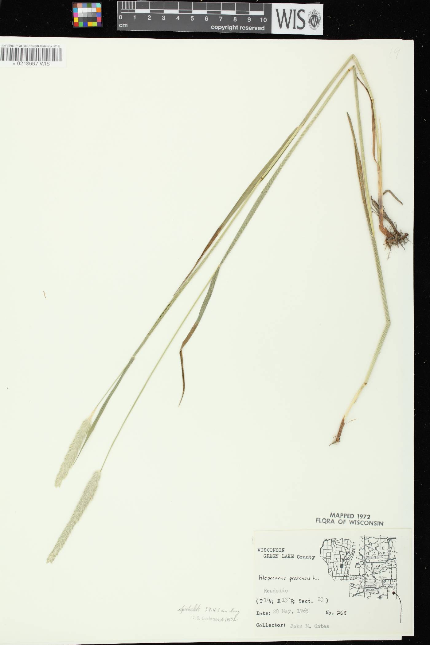 Alopecurus pratensis image