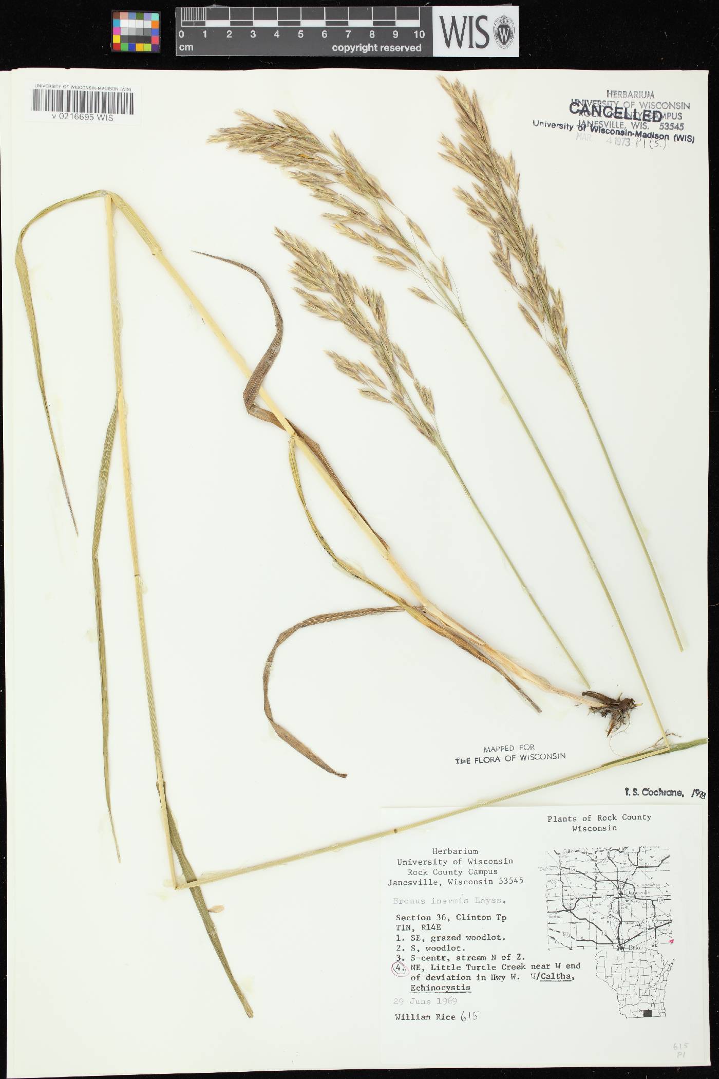 Bromus inermis image
