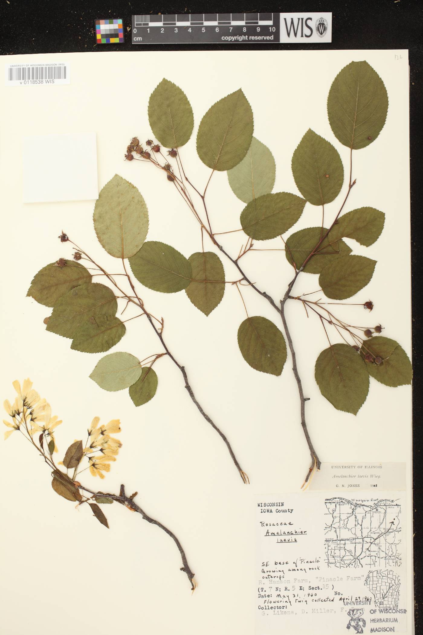 Amelanchier laevis image