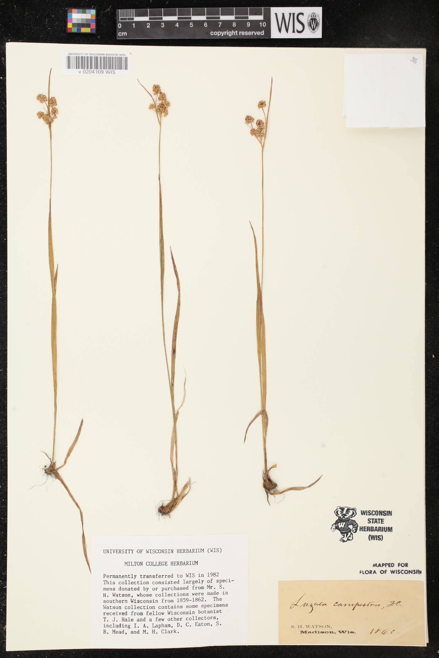 Luzula multiflora image