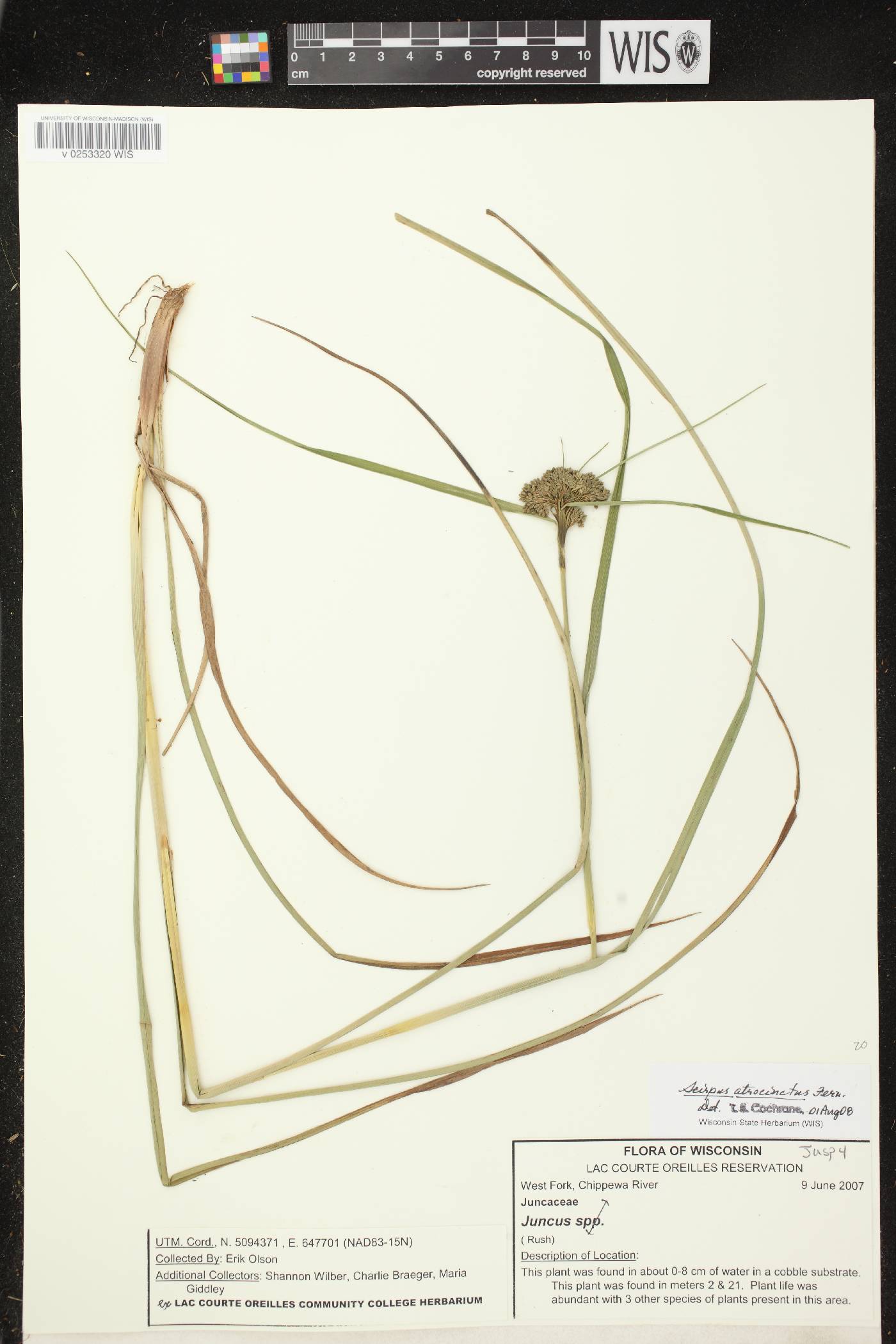 Scirpus atrocinctus image