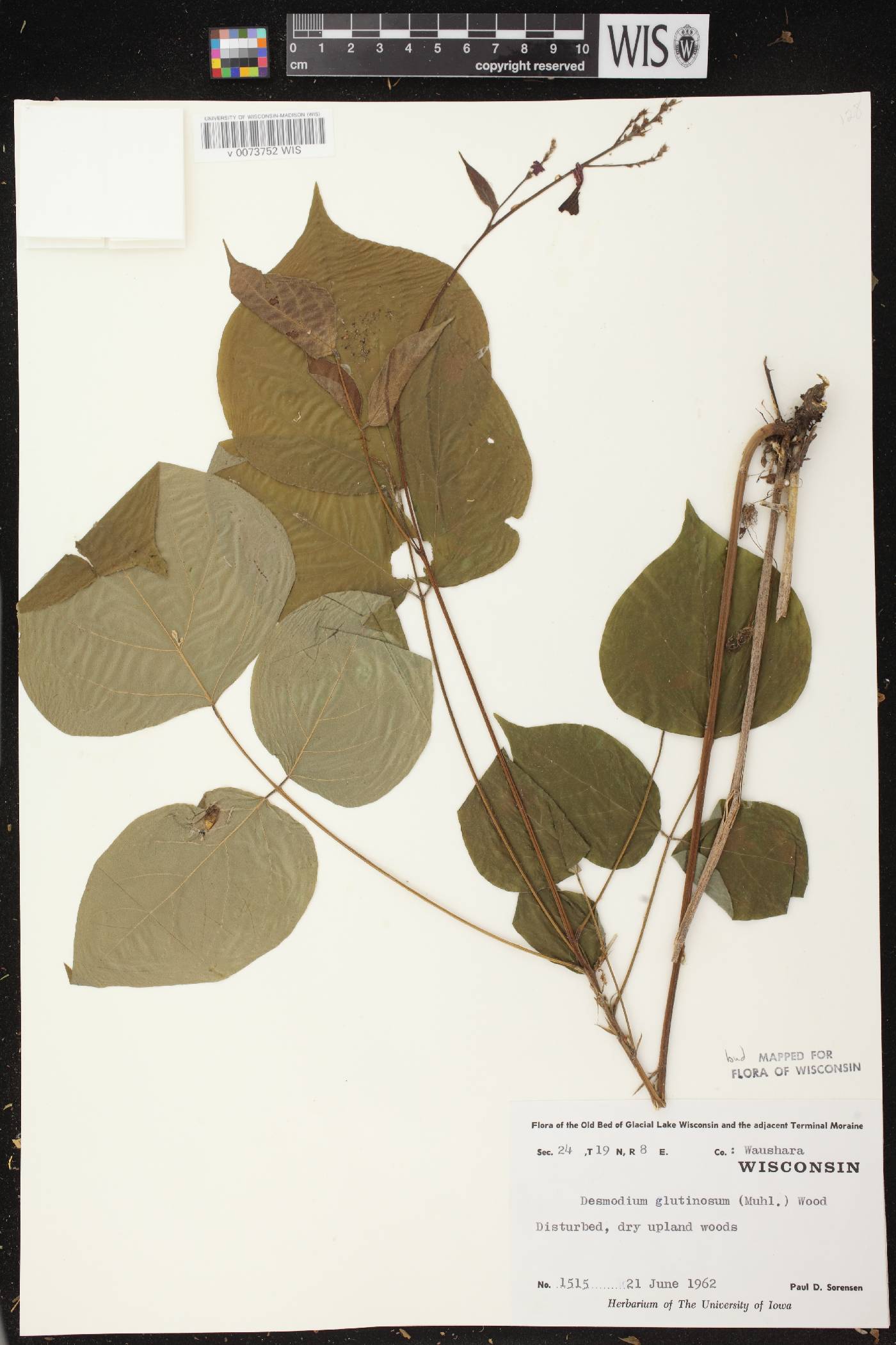 Hylodesmum glutinosum image