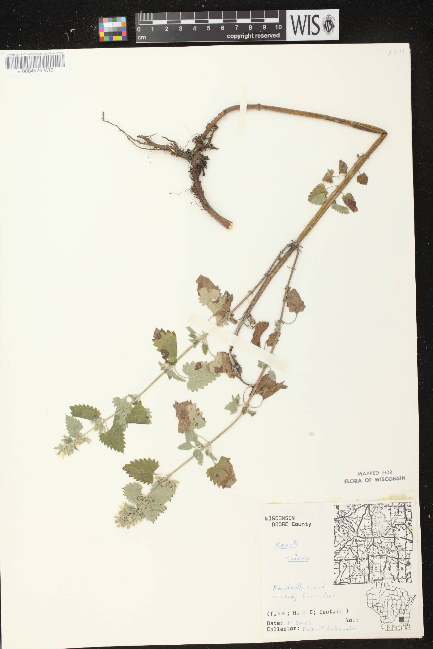 Nepeta cataria image
