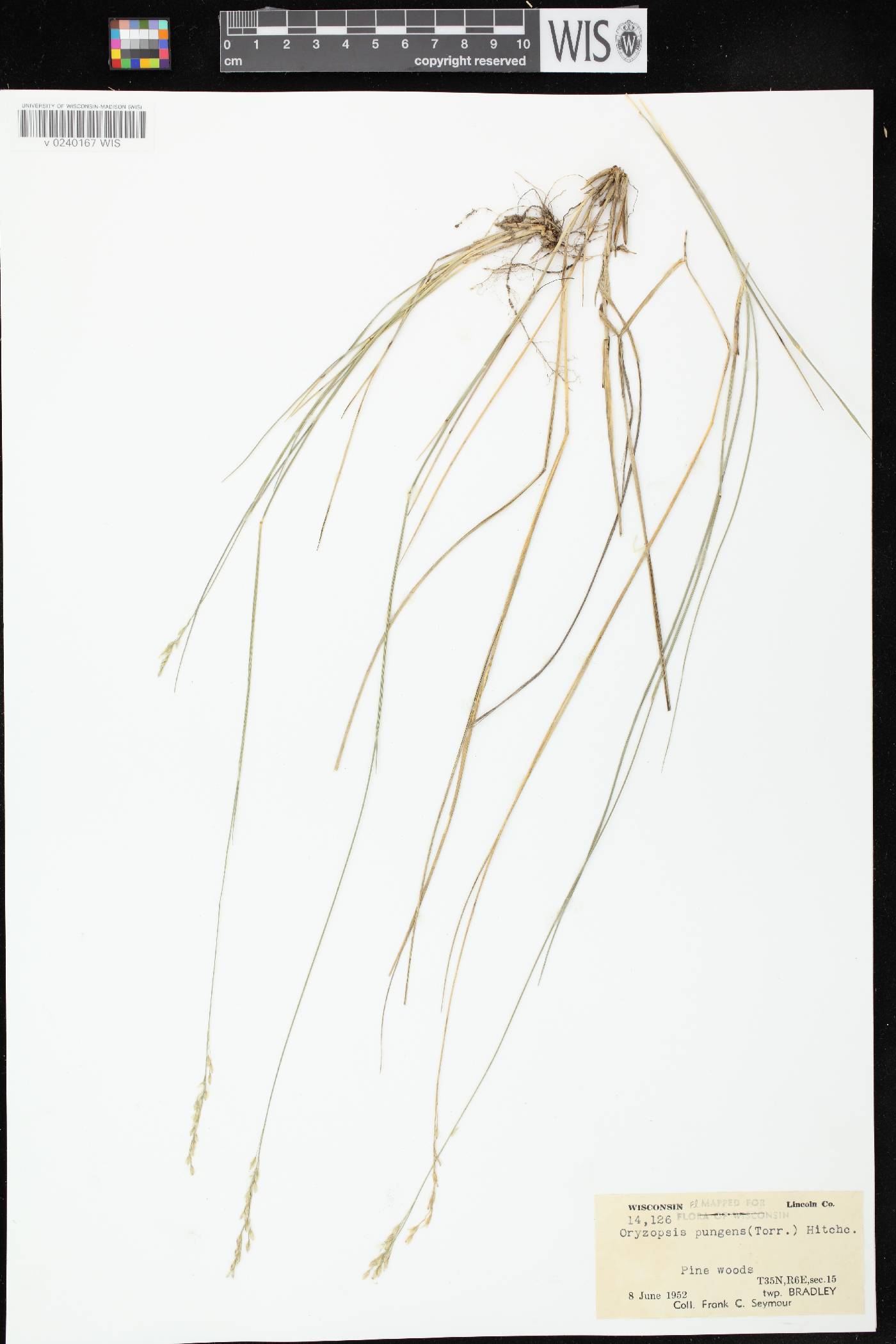 Piptatheropsis pungens image
