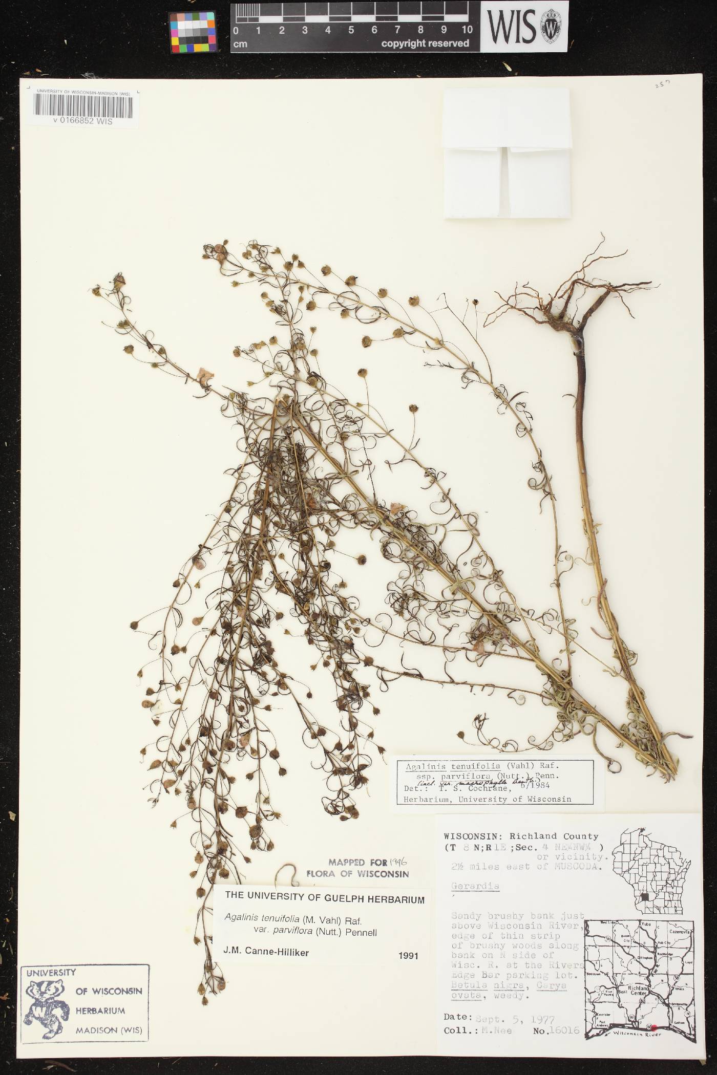 Agalinis tenuifolia image