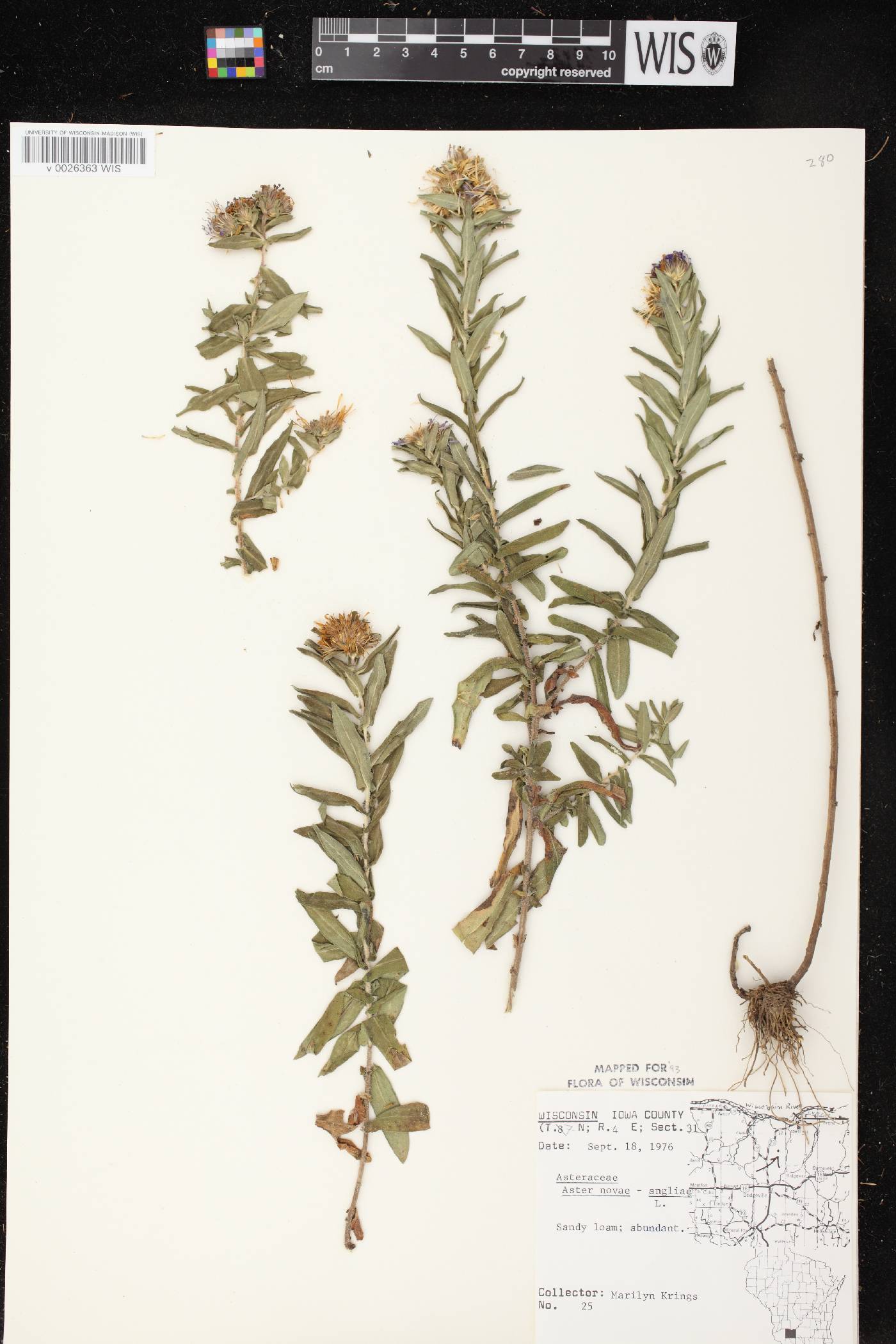 Symphyotrichum novae-angliae image