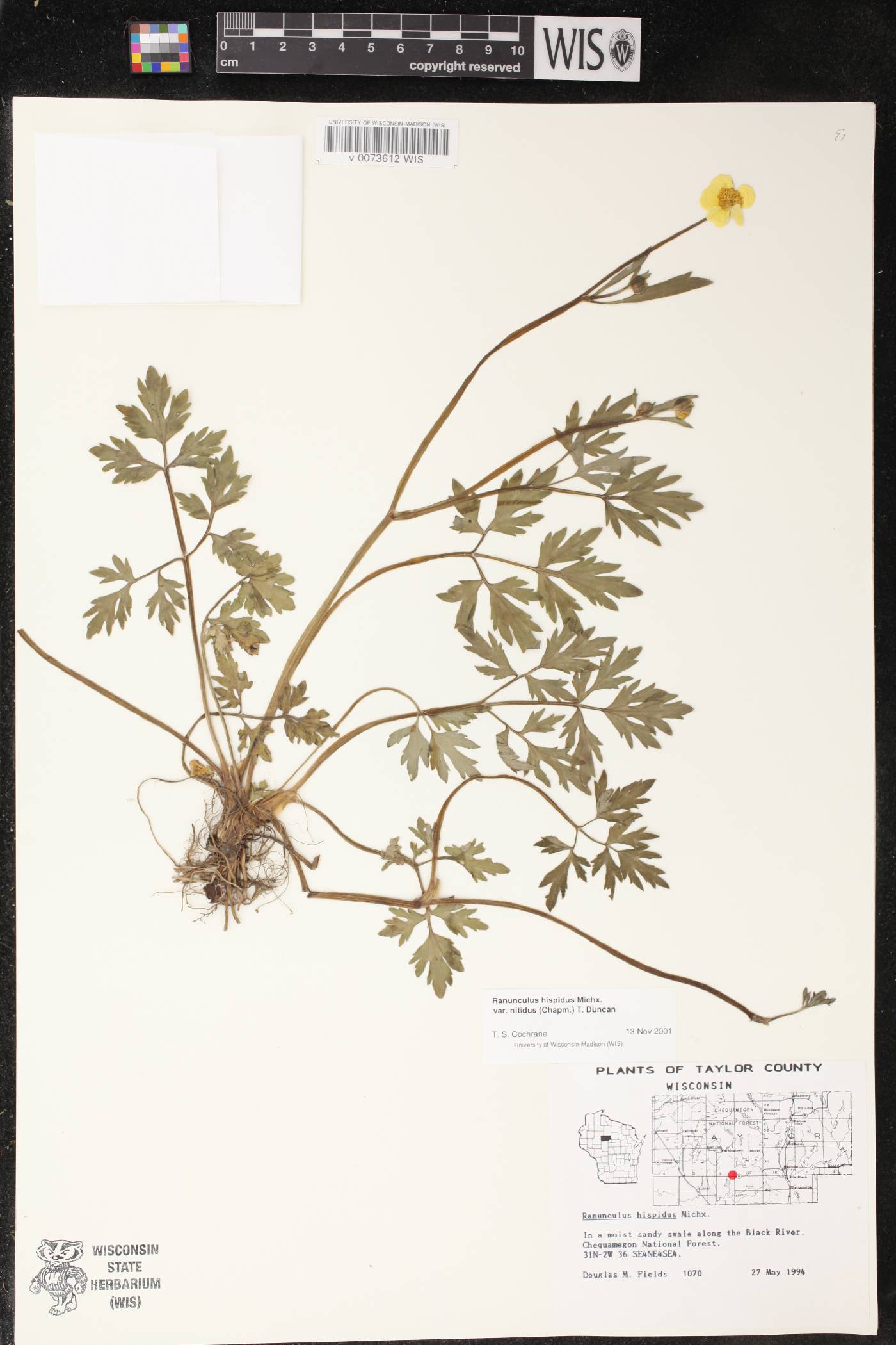Ranunculus hispidus image