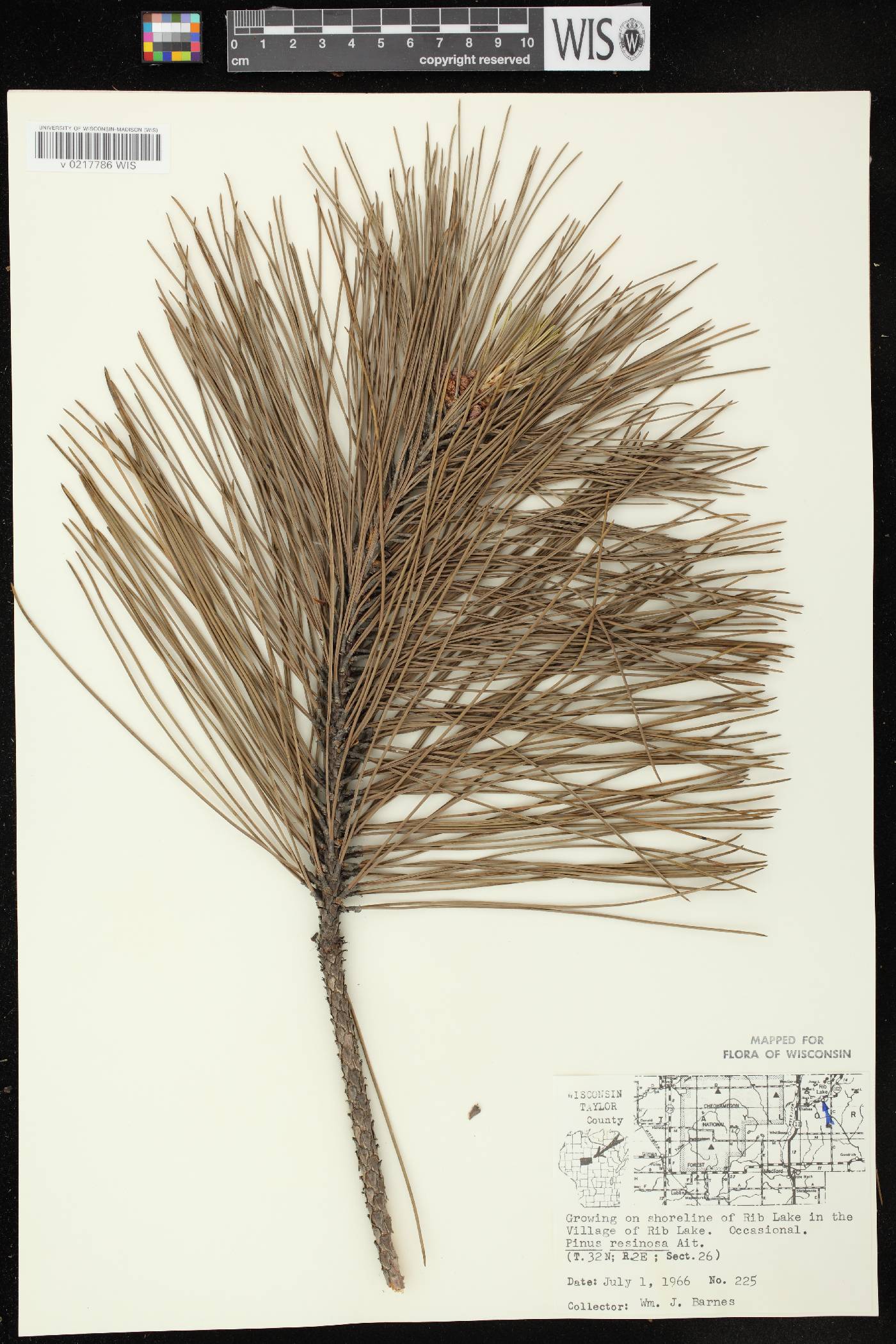 Pinus resinosa image