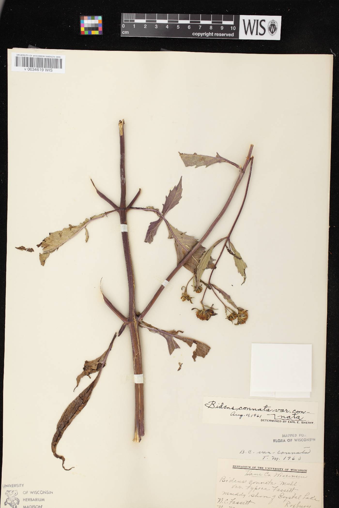 Bidens connata image