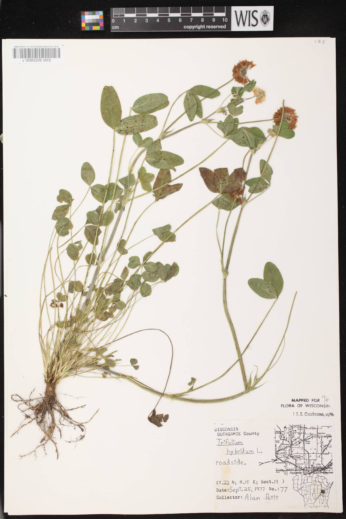Trifolium hybridum image