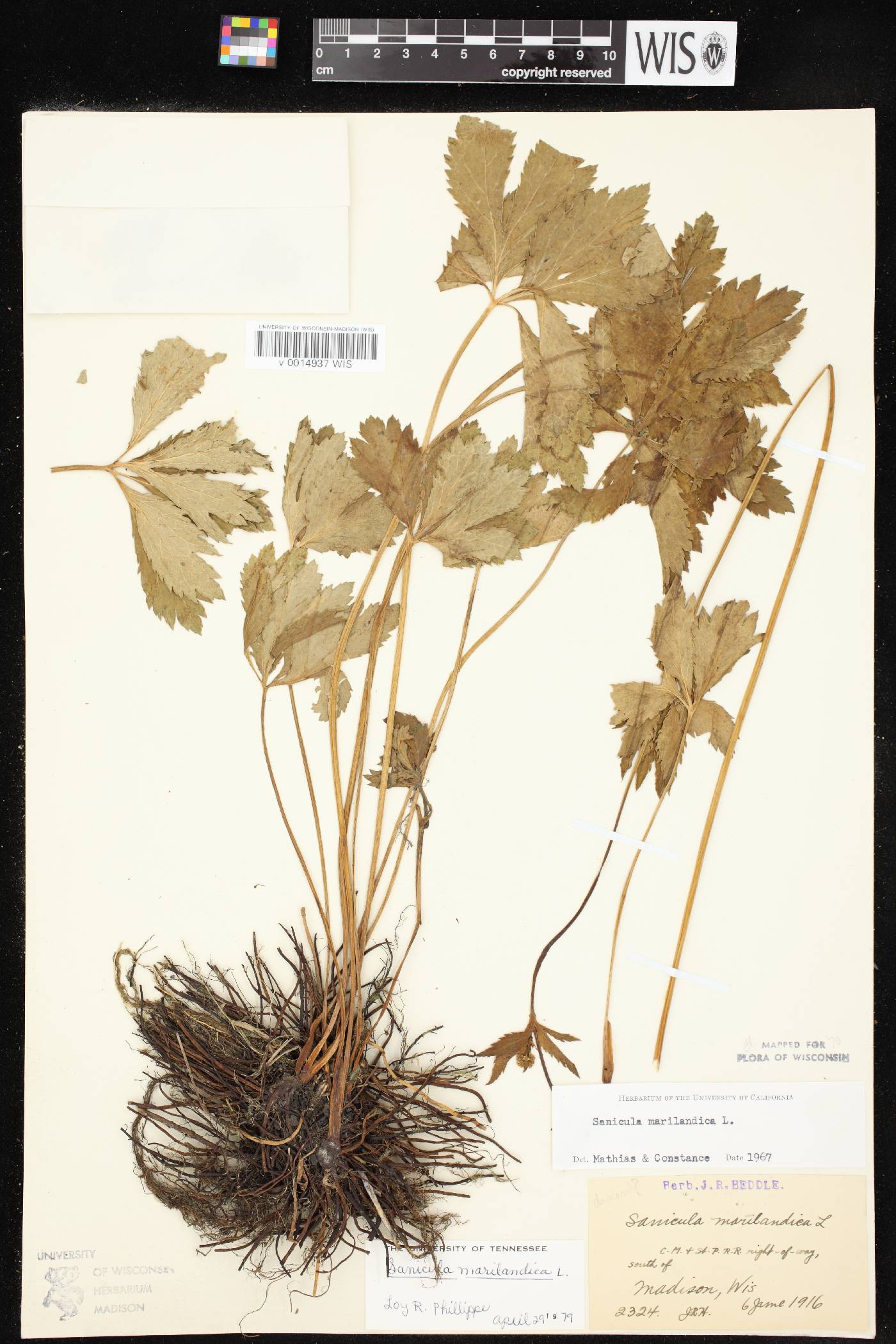 Sanicula marilandica image