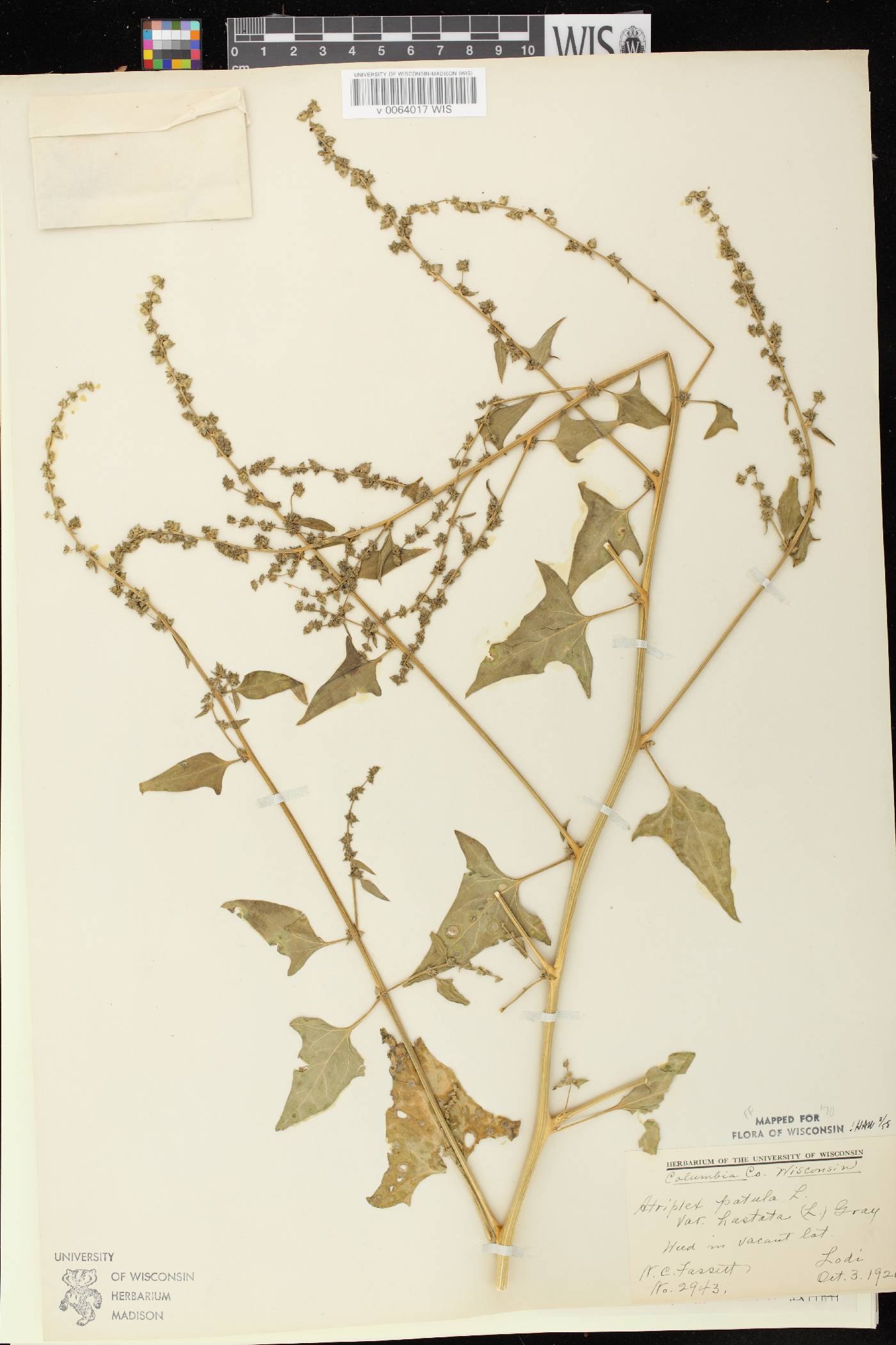 Atriplex prostrata image