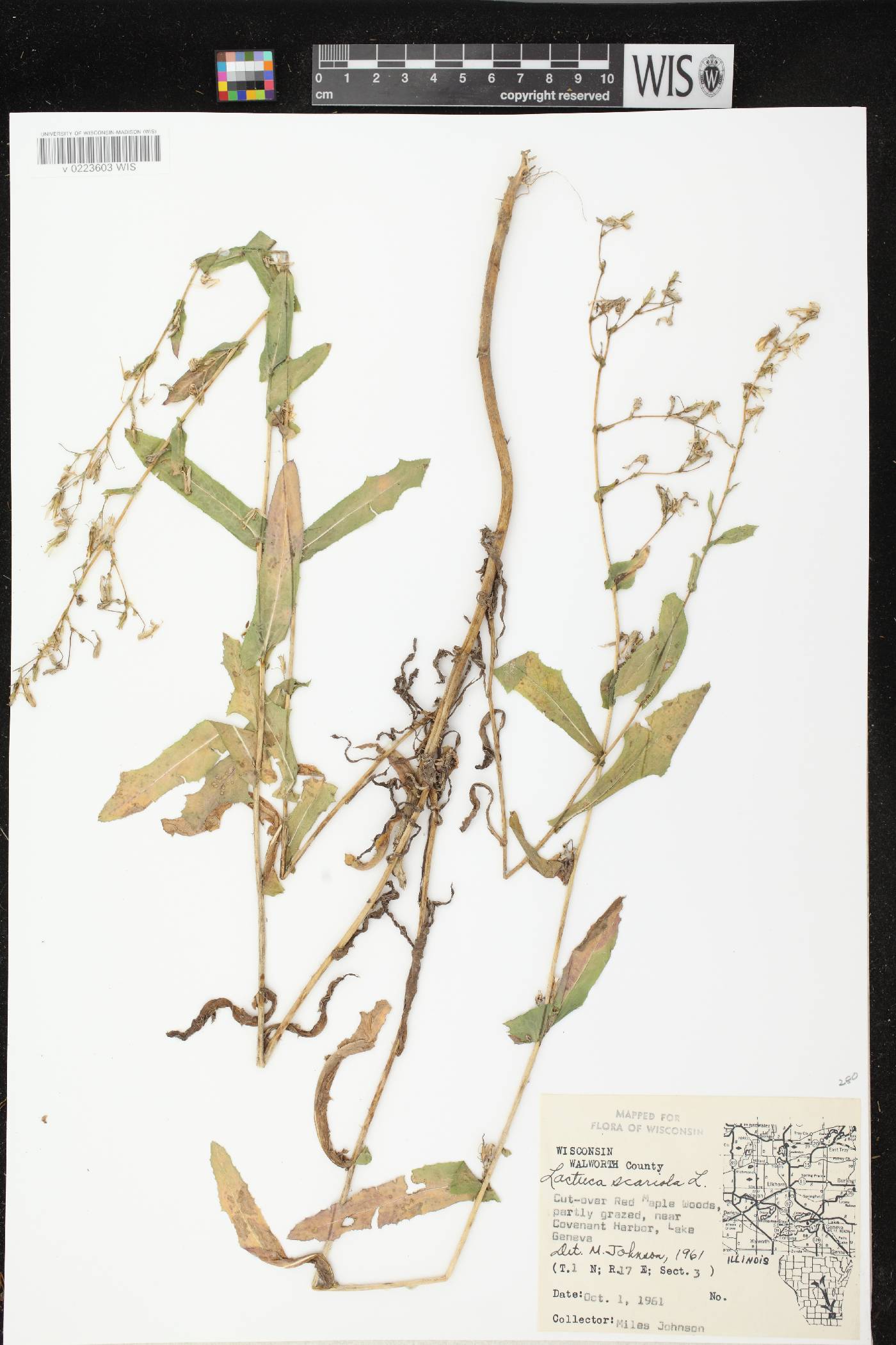 Lactuca serriola image
