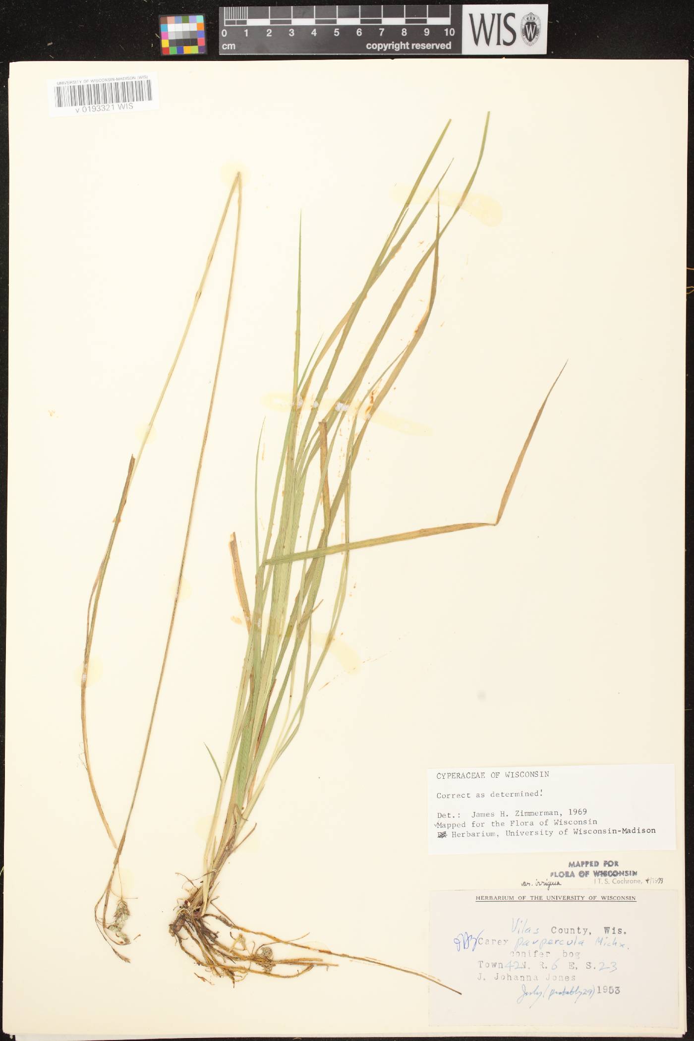 Carex magellanica image