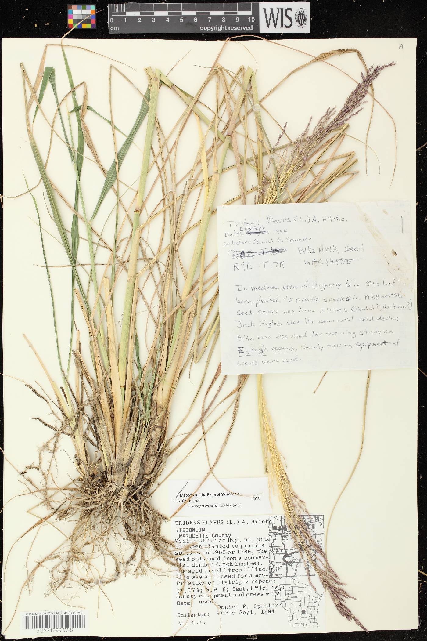 Tridens flavus image