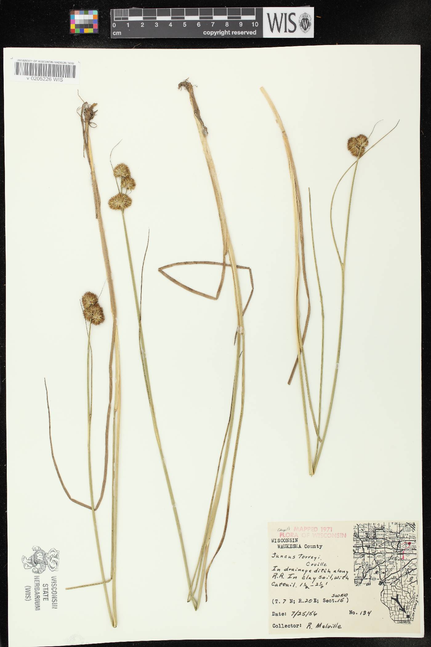 Juncus torreyi image