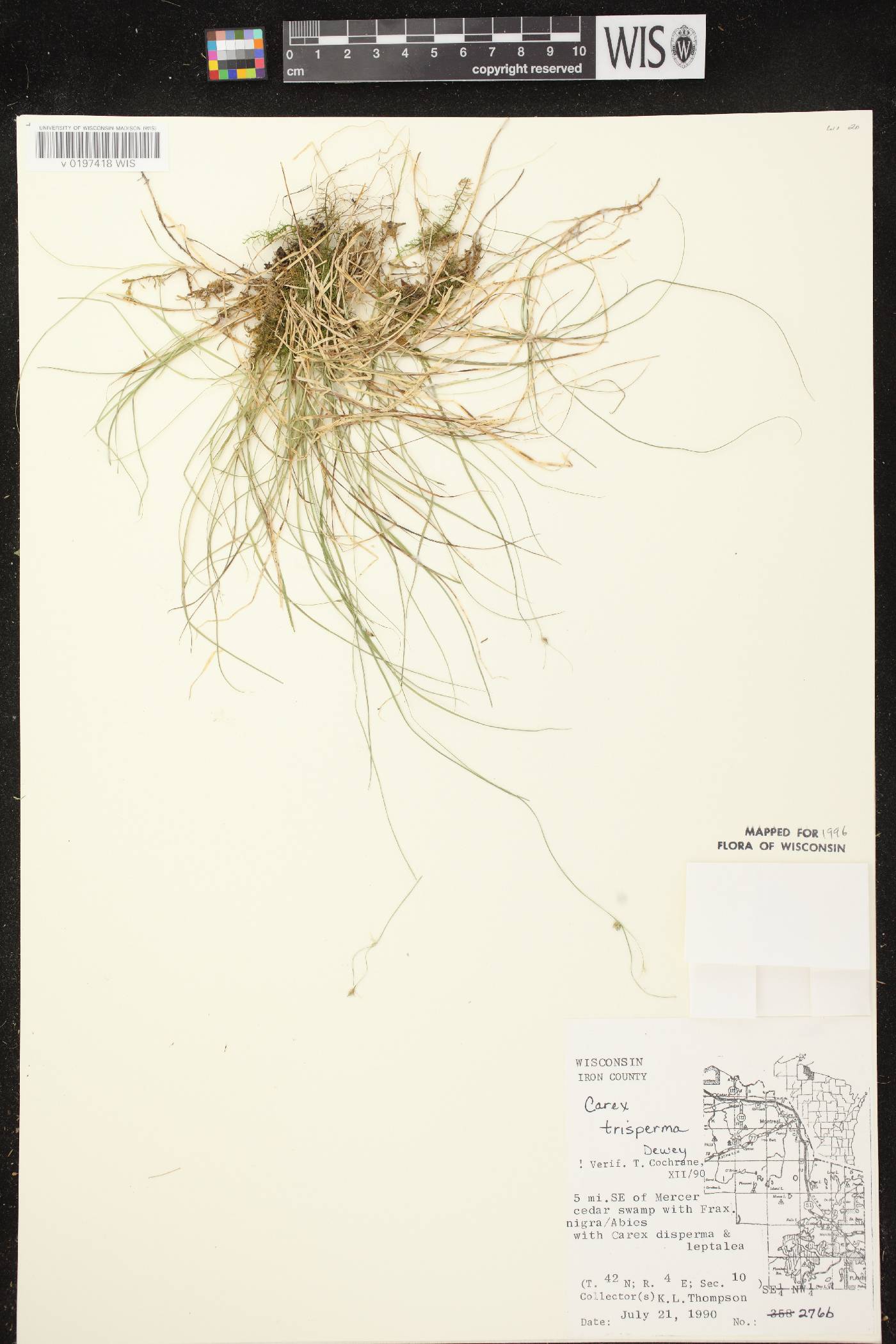 Carex trisperma image