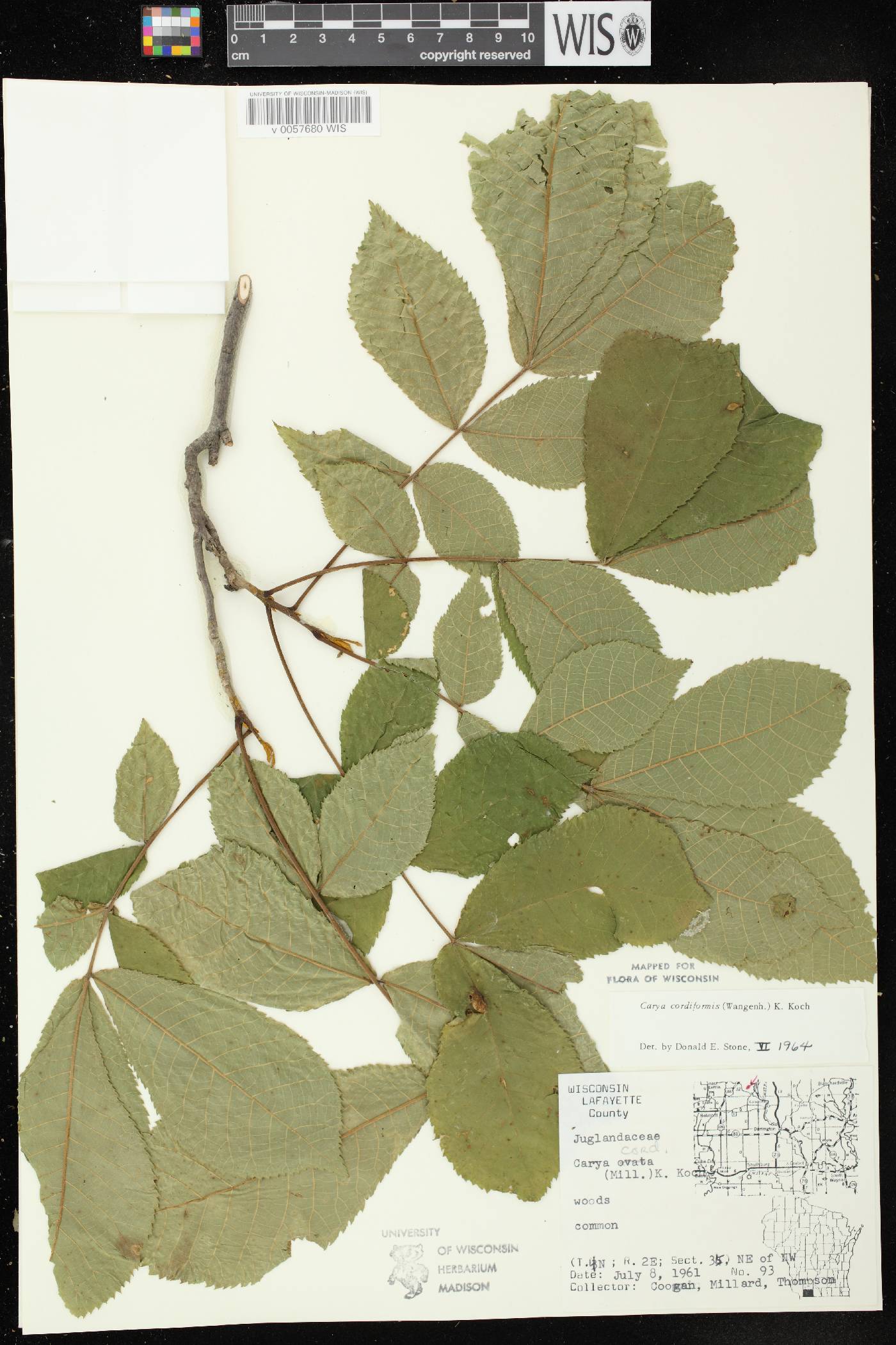Carya cordiformis image