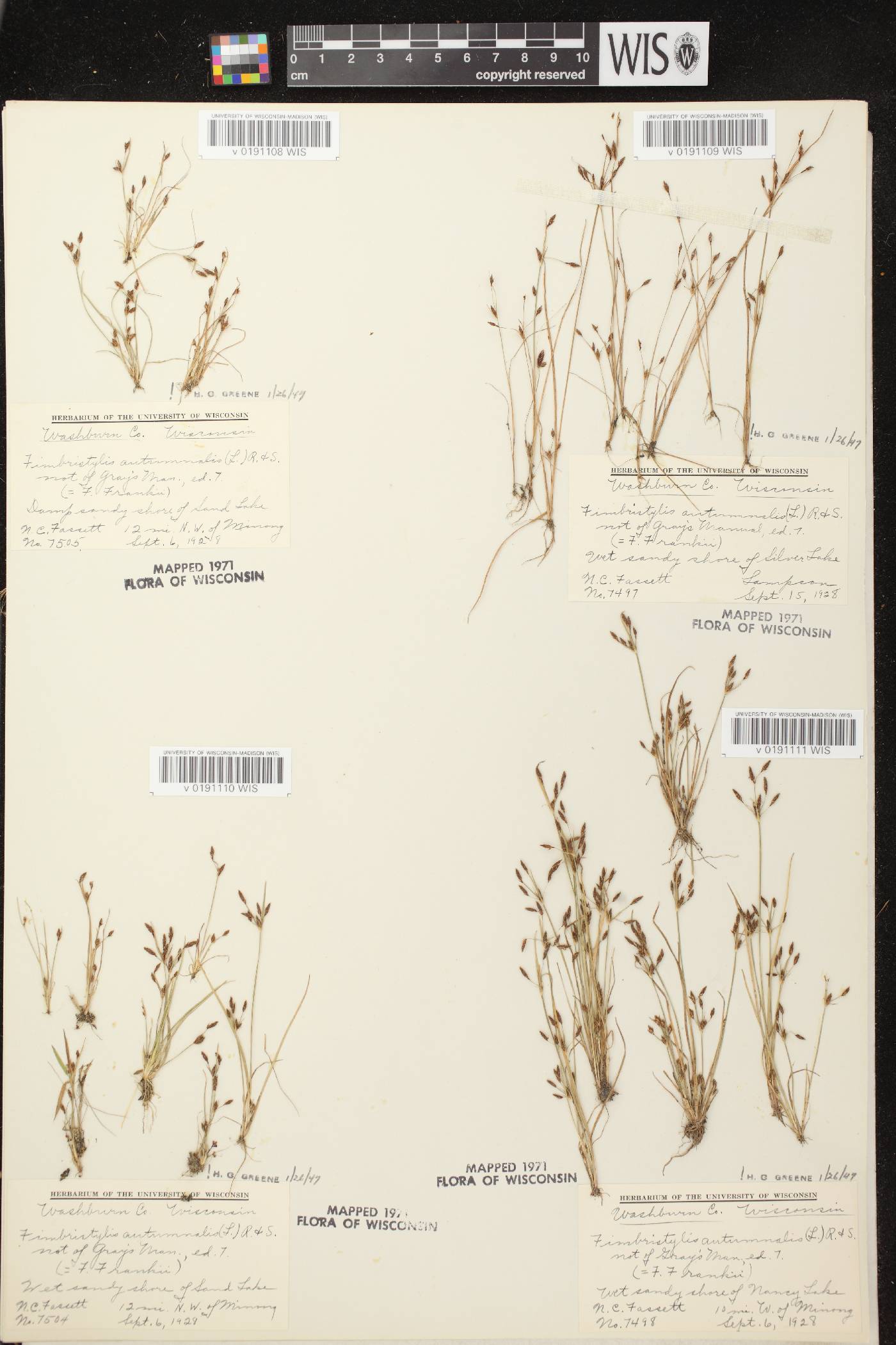 Fimbristylis autumnalis image