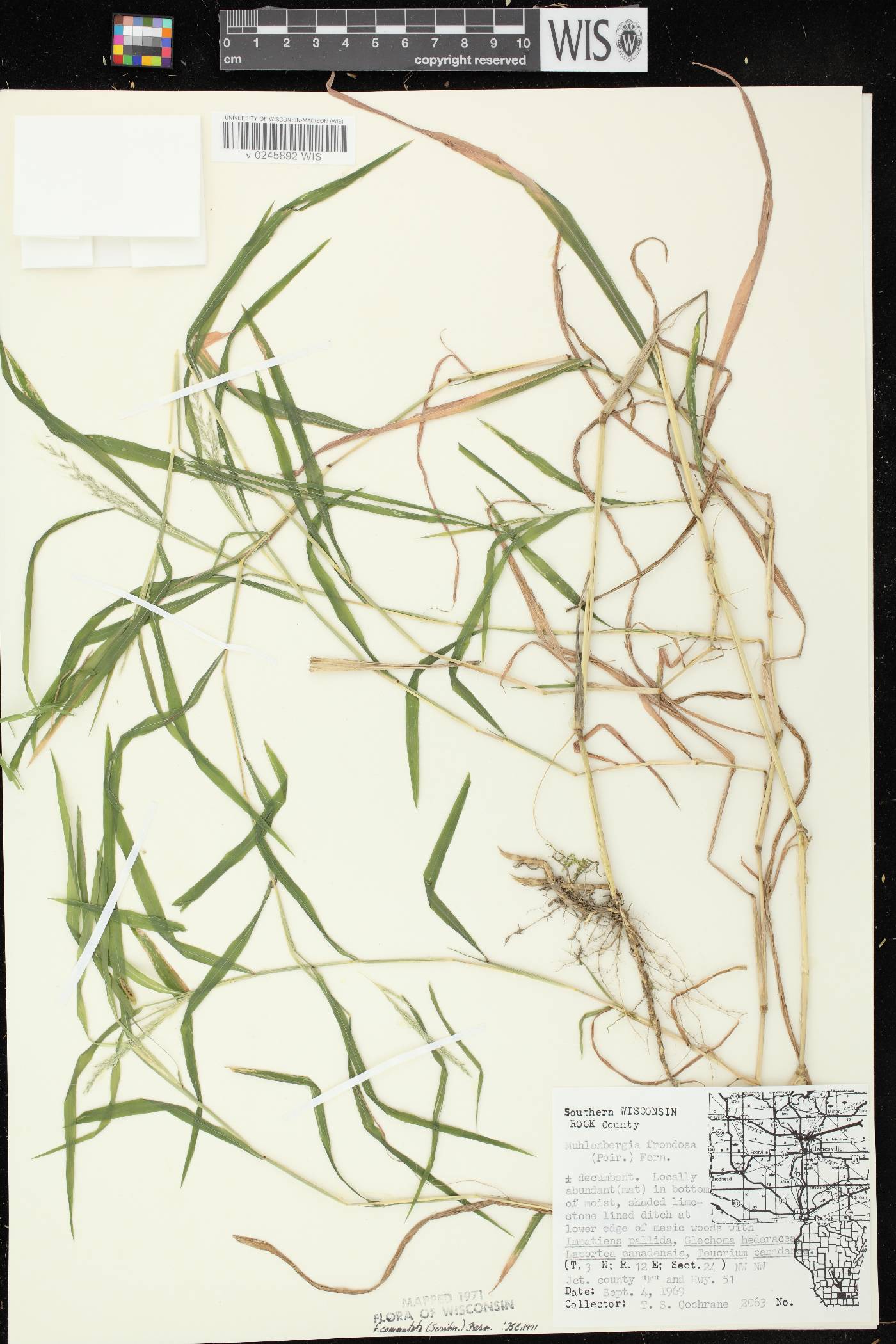 Muhlenbergia frondosa image