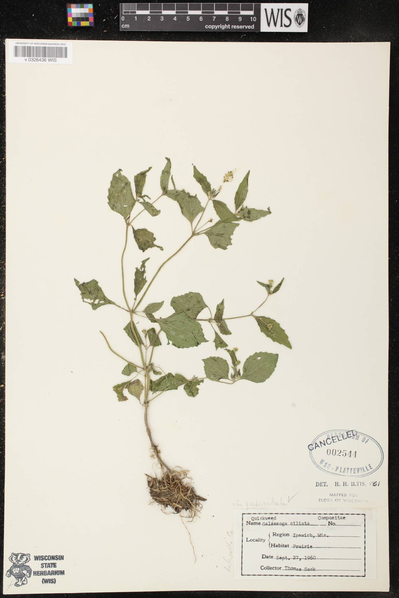 Galinsoga quadriradiata image