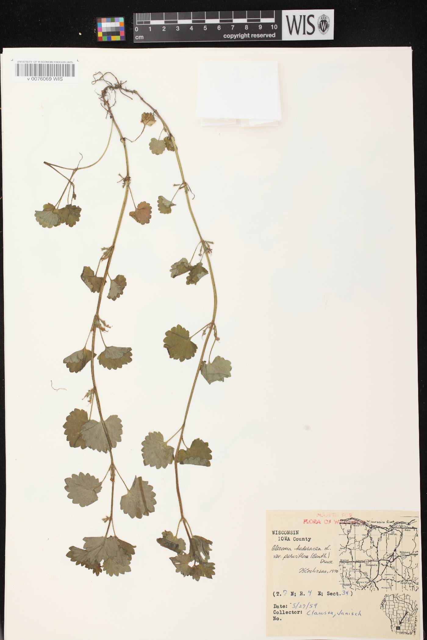 Glechoma hederacea var. micrantha image
