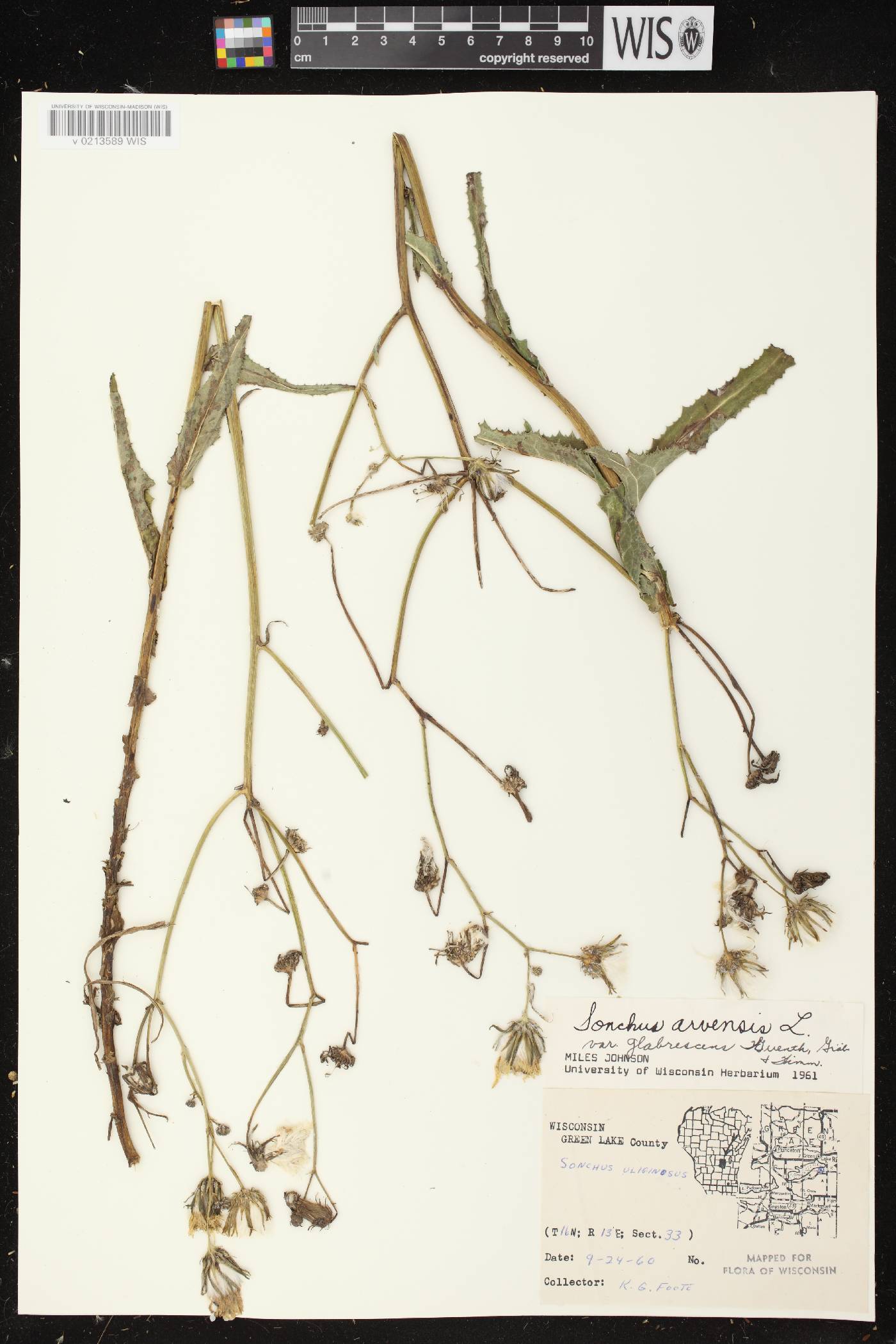 Sonchus arvensis image