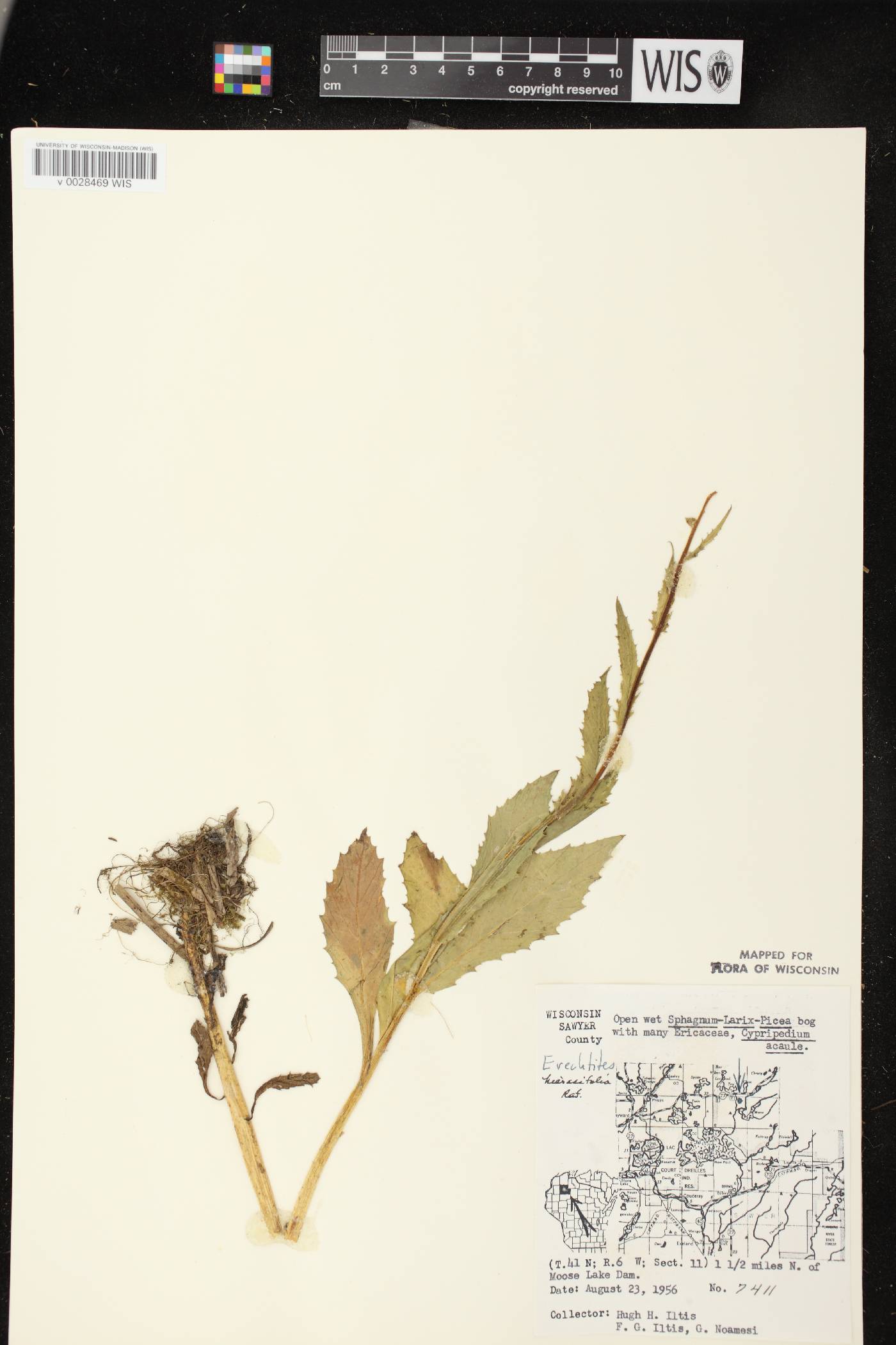 Erechtites hieracifolius image