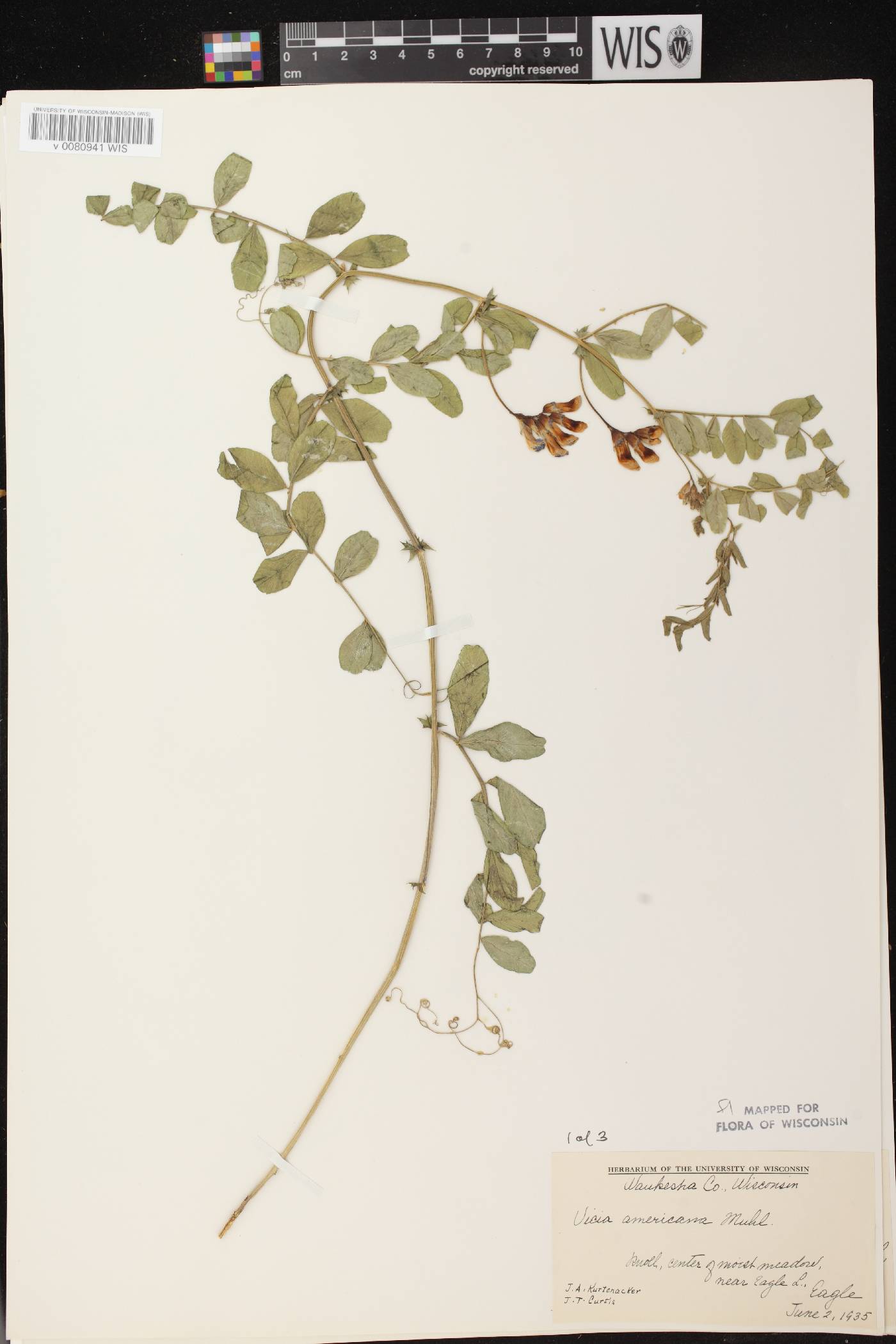 Vicia americana subsp. americana image