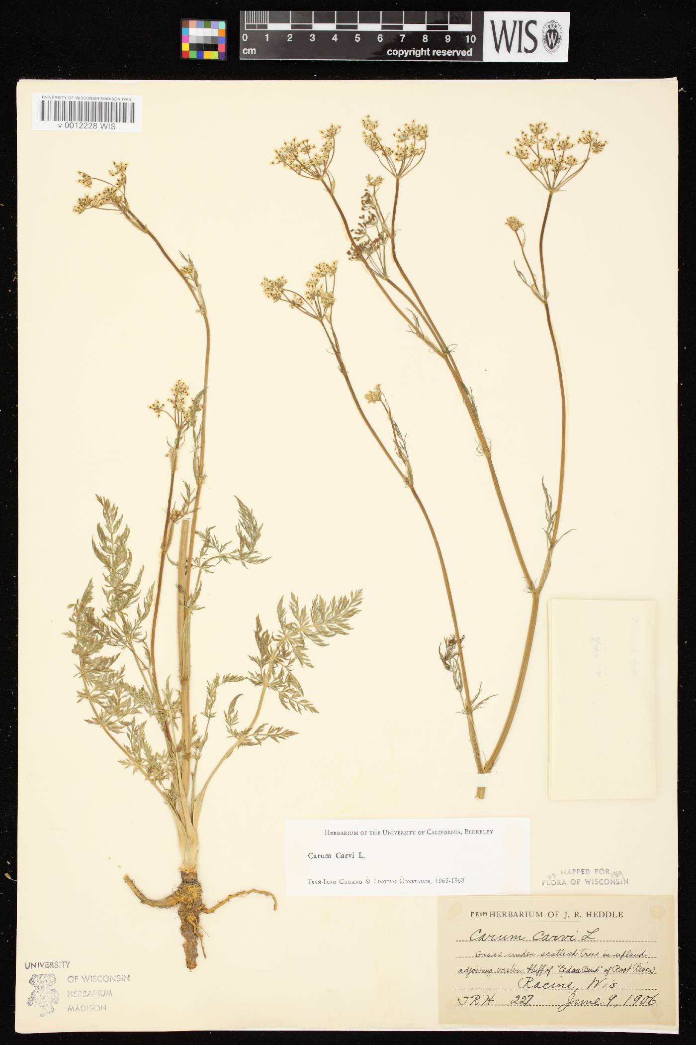 Carum carvi image