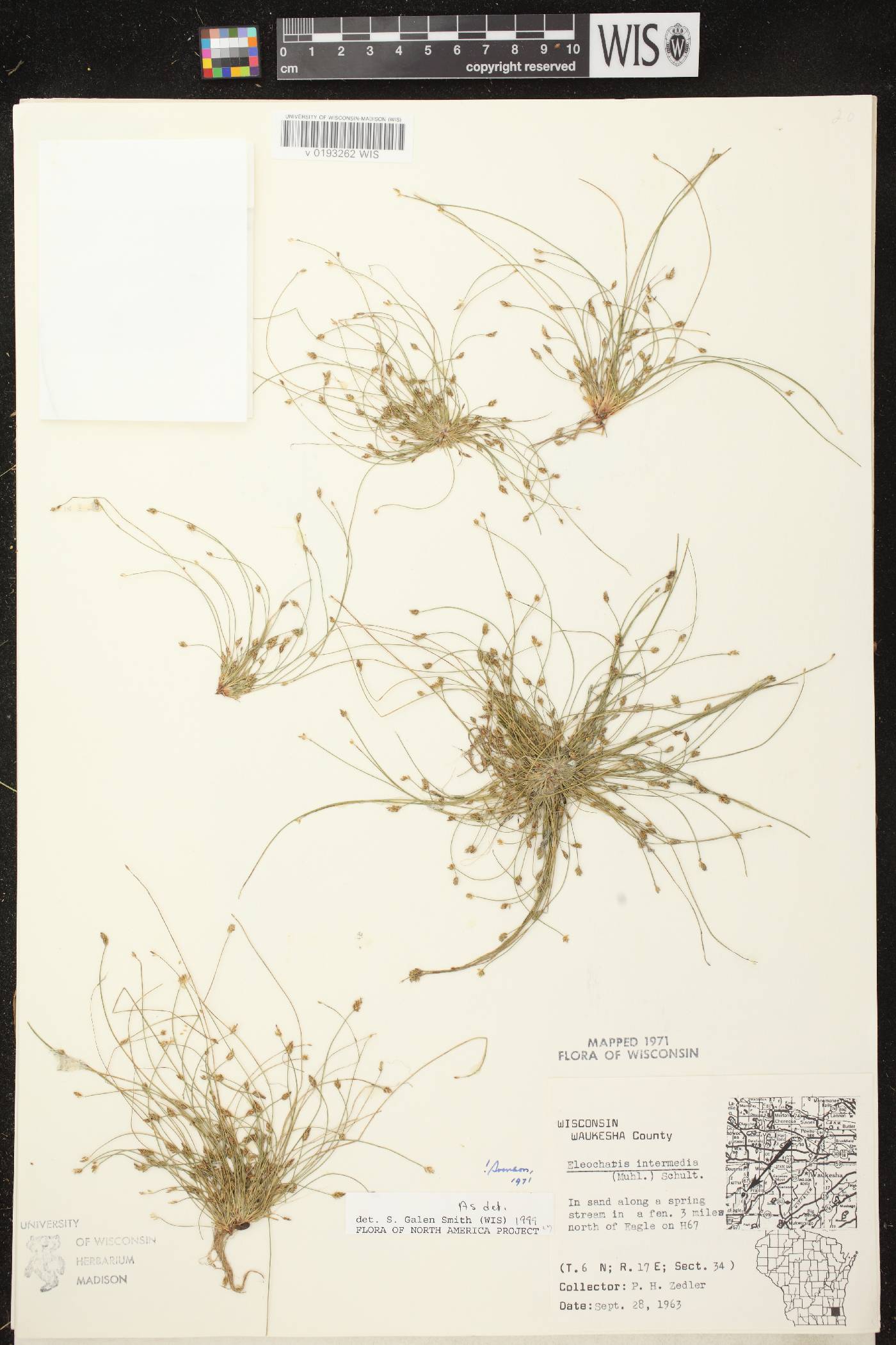 Eleocharis intermedia image