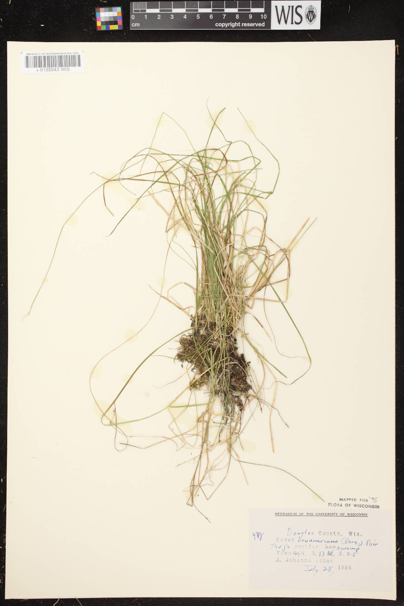Carex brunnescens subsp. sphaerostachya image