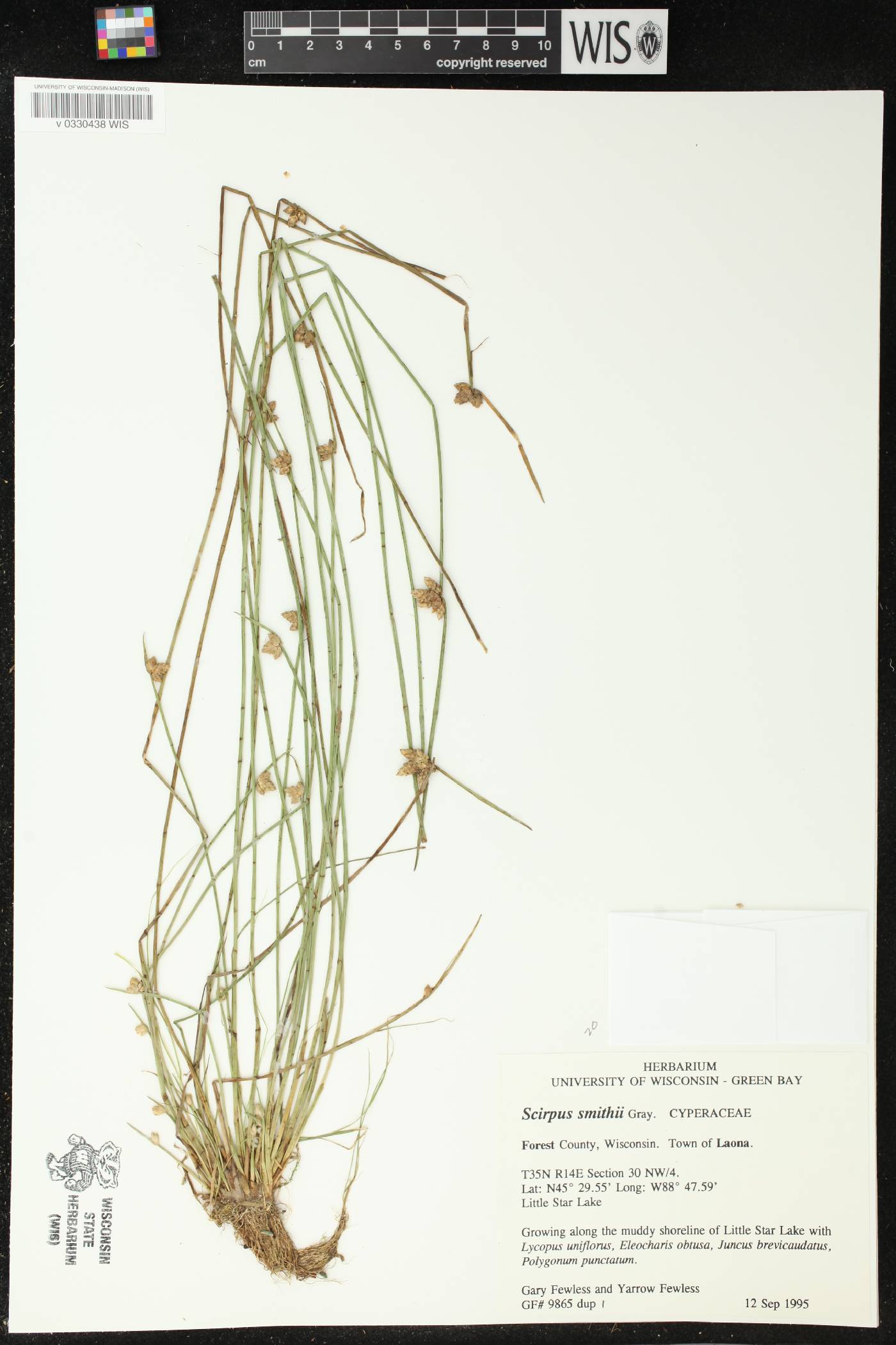 Schoenoplectus smithii image