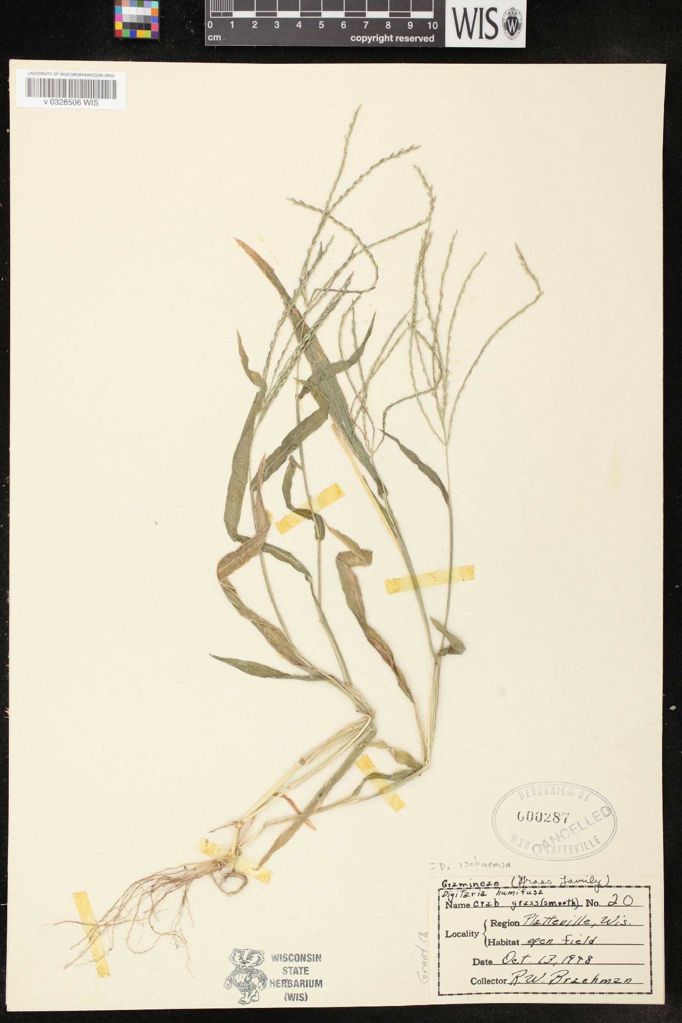 Digitaria ischaemum image