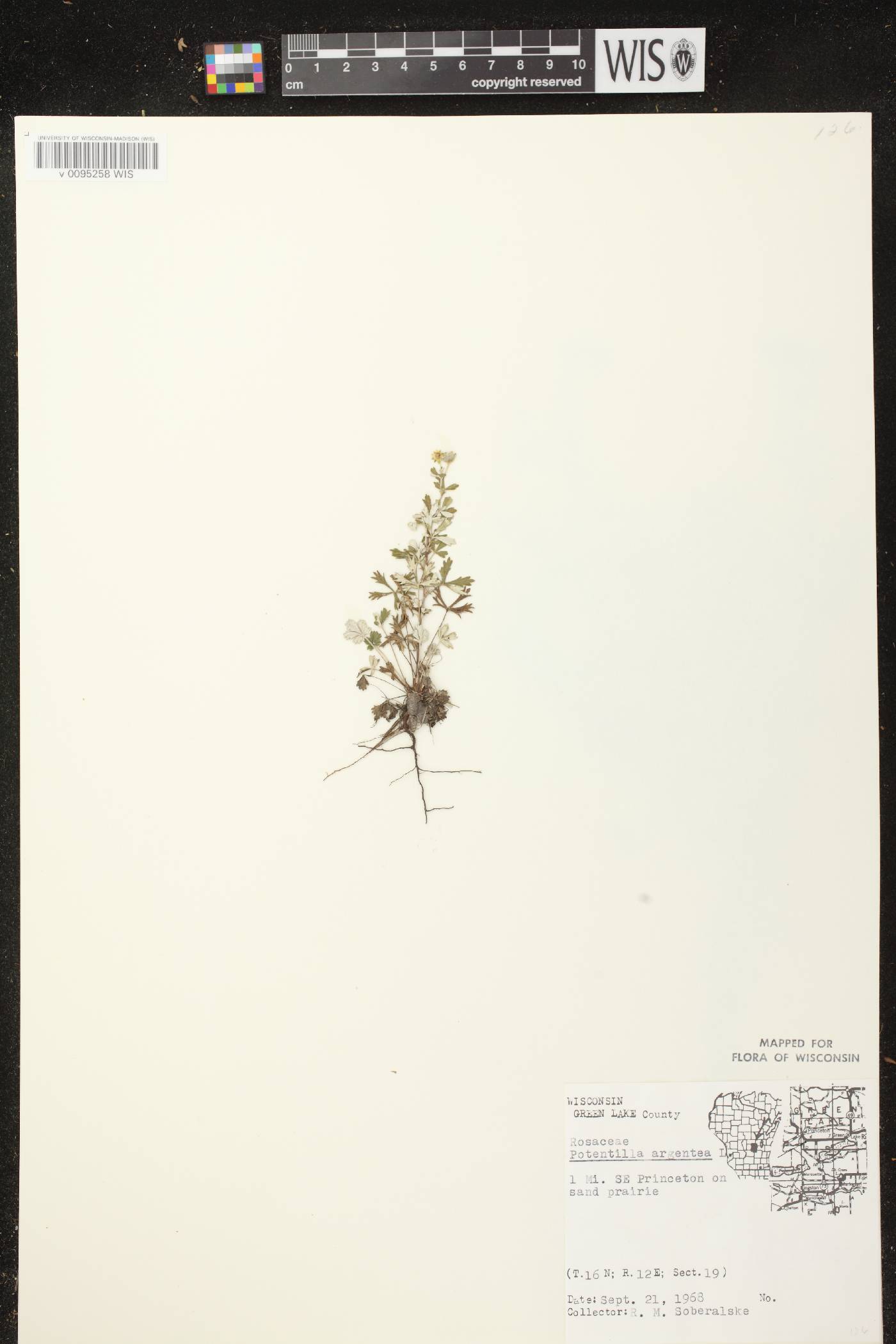 Potentilla argentea image