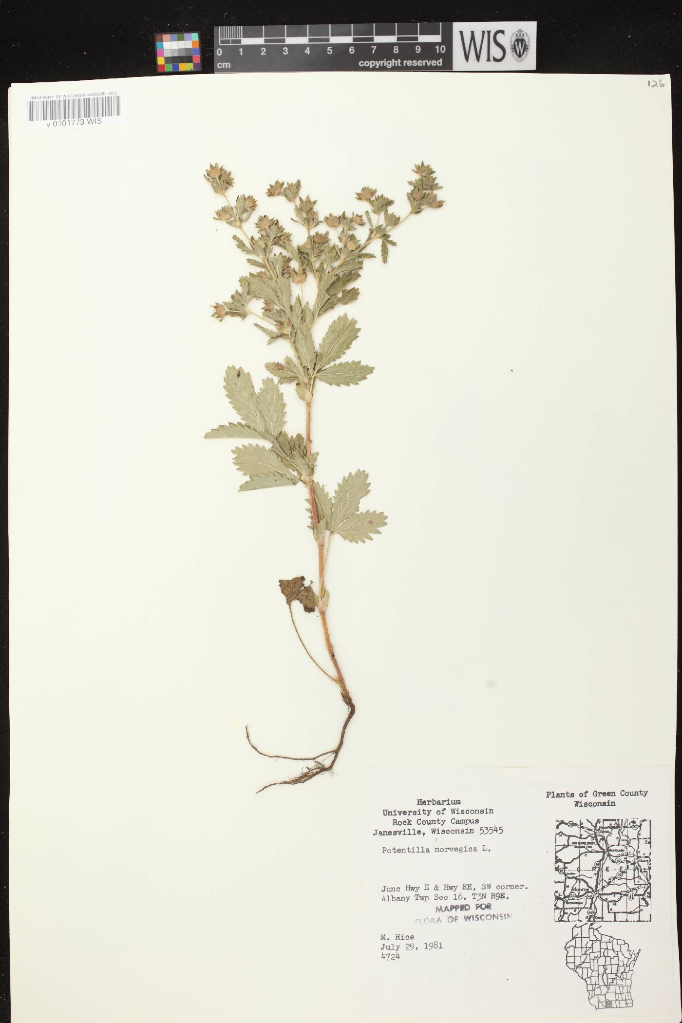 Potentilla norvegica image