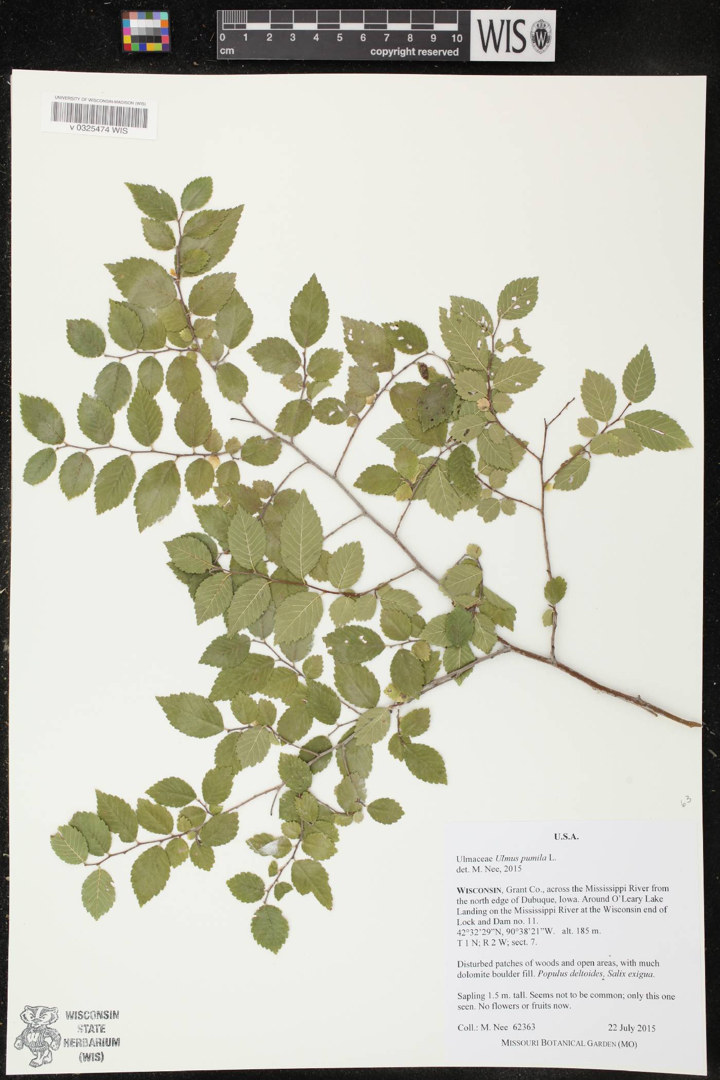 Ulmus pumila image